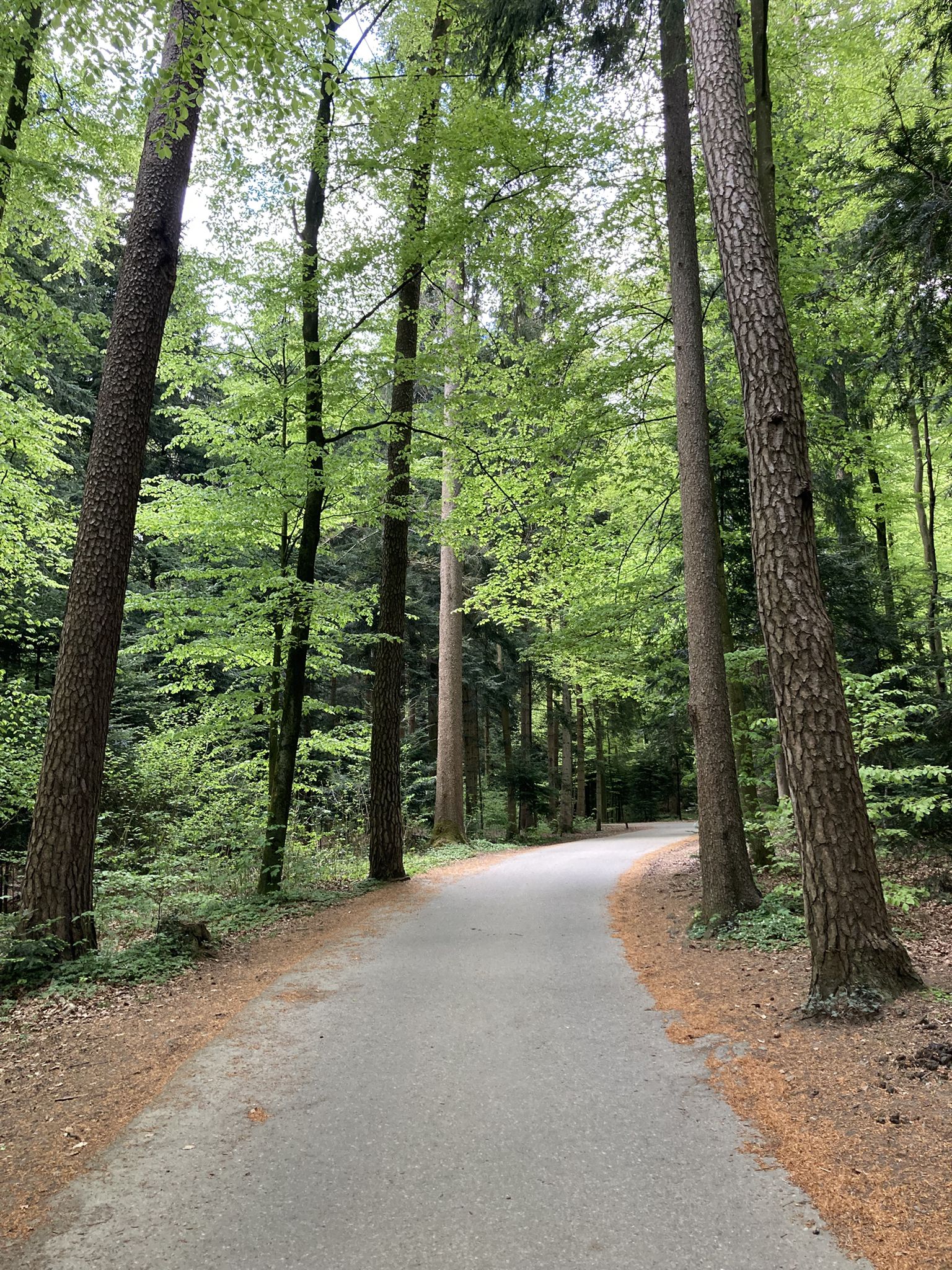 Ja, so schnell geht das jeweils - alle Wälder sind jetzt durchwegs hellgrün, mit den neuen Blättern..