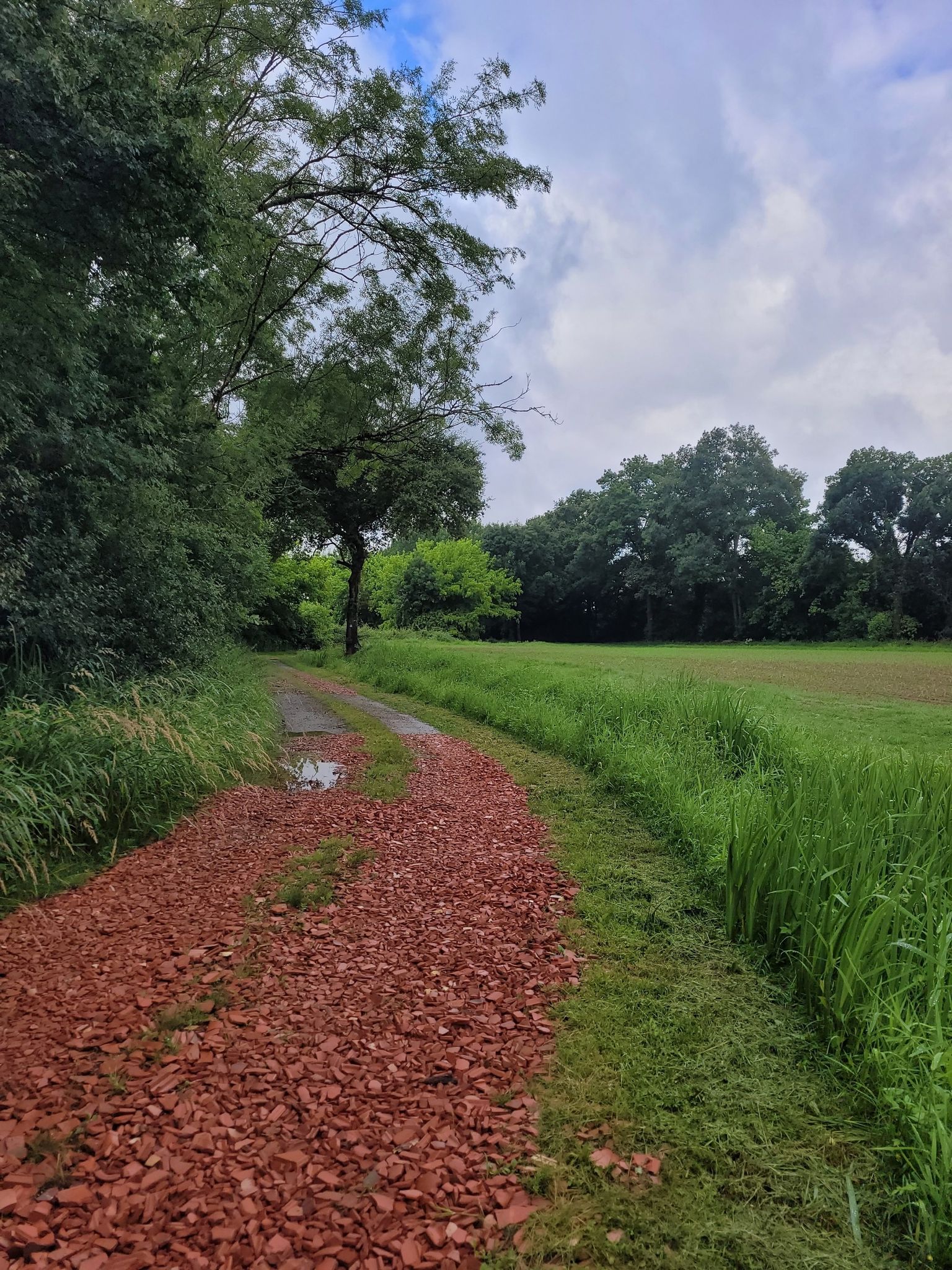 Les briques donnent de la couleur au chemin...