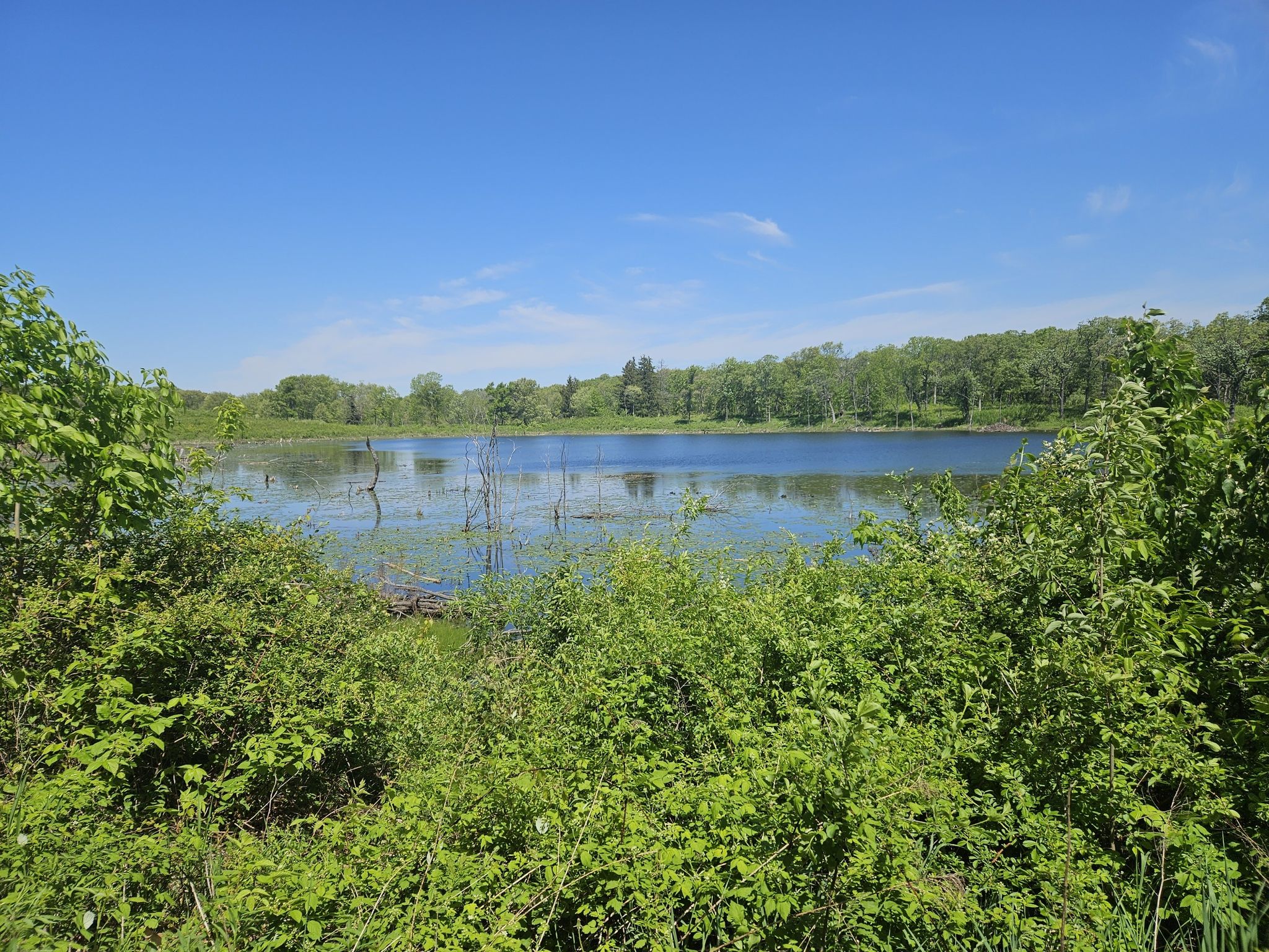 A large body of water with submerged trees, framed by vibrant green bushes. - Millennium Trail Loop