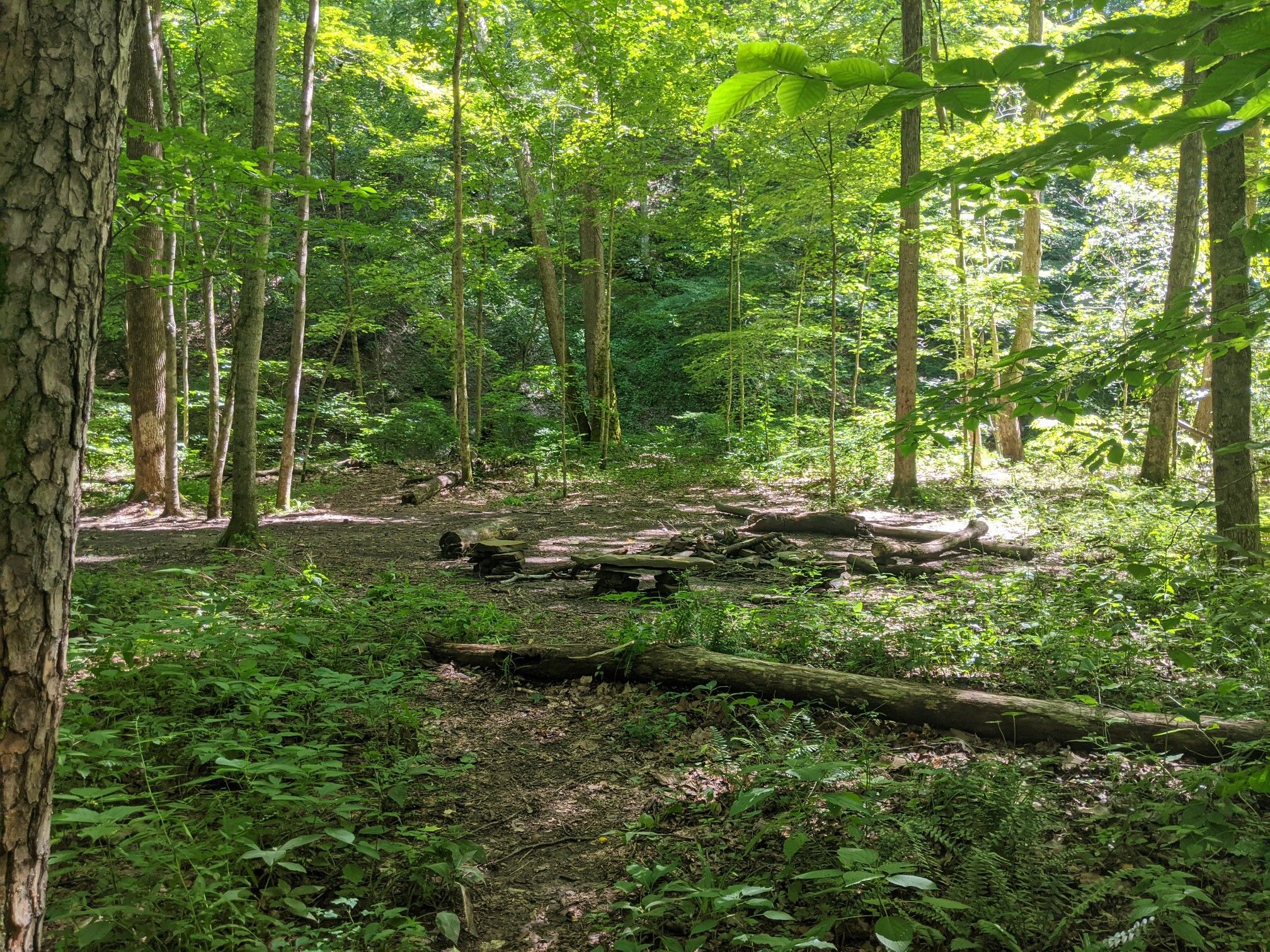 A forest clearing with a fire pit and logs, surrounded by green trees. - Sycamore Loop Trail