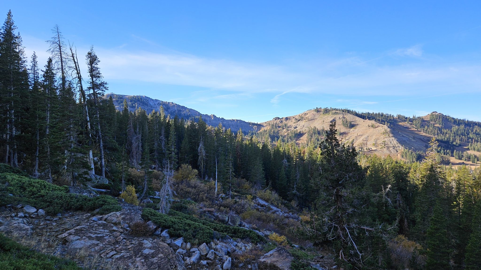 A dense pine forest on a mountainside, with distant brown hills under a clear blue sky. - Mount Judah Loop Trail