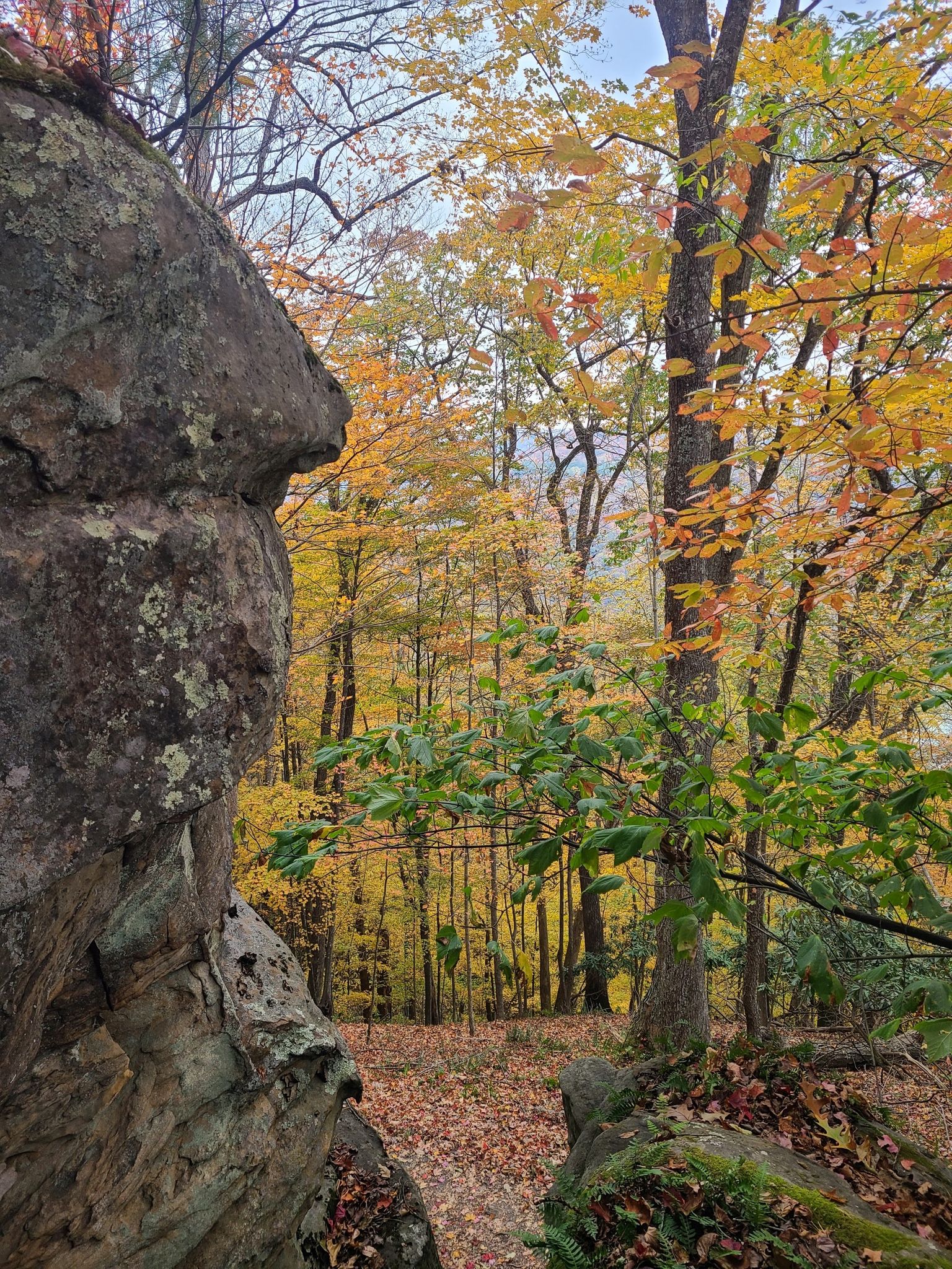 A large rock frames a forest with vibrant autumn yellow and orange leaves. - Tunnel Trail
