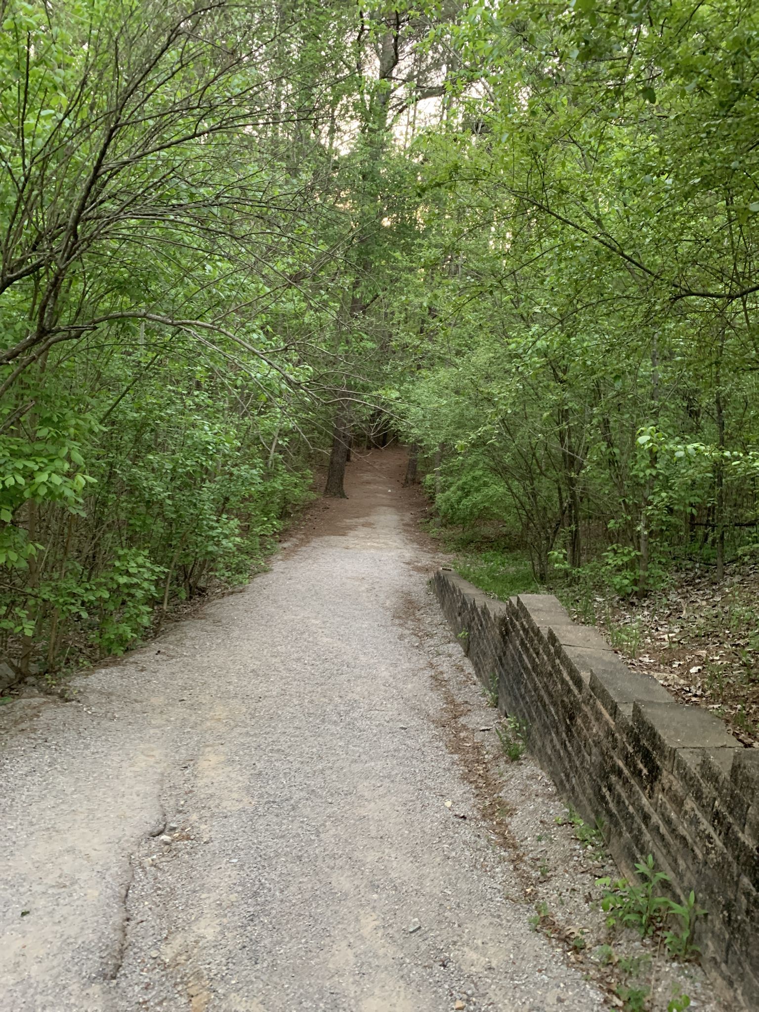 A gravel path leads through a lush green forest on a bright day. - Veterans Park Lake loop from Berry Middle School
