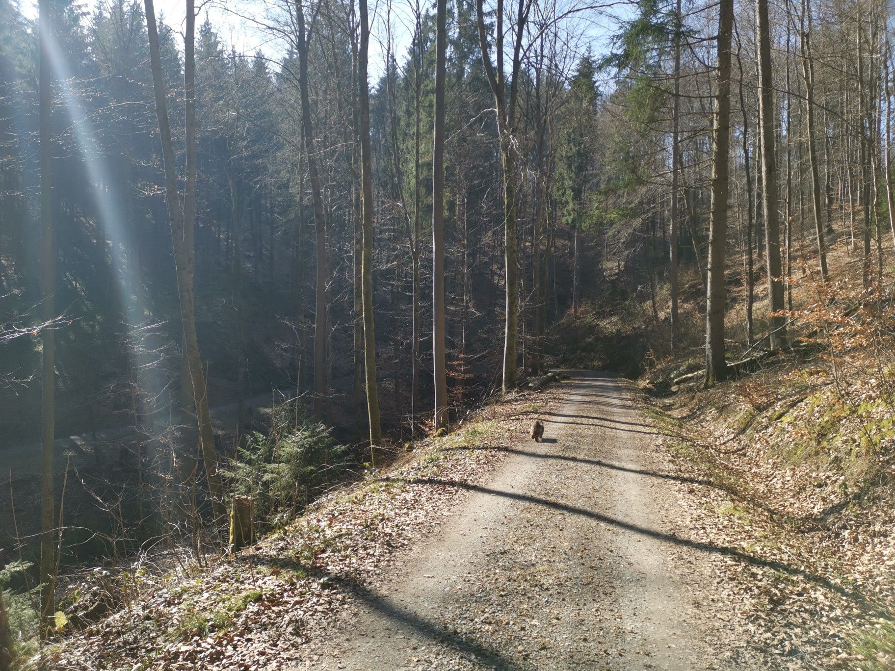 Gemütlicher Waldweg