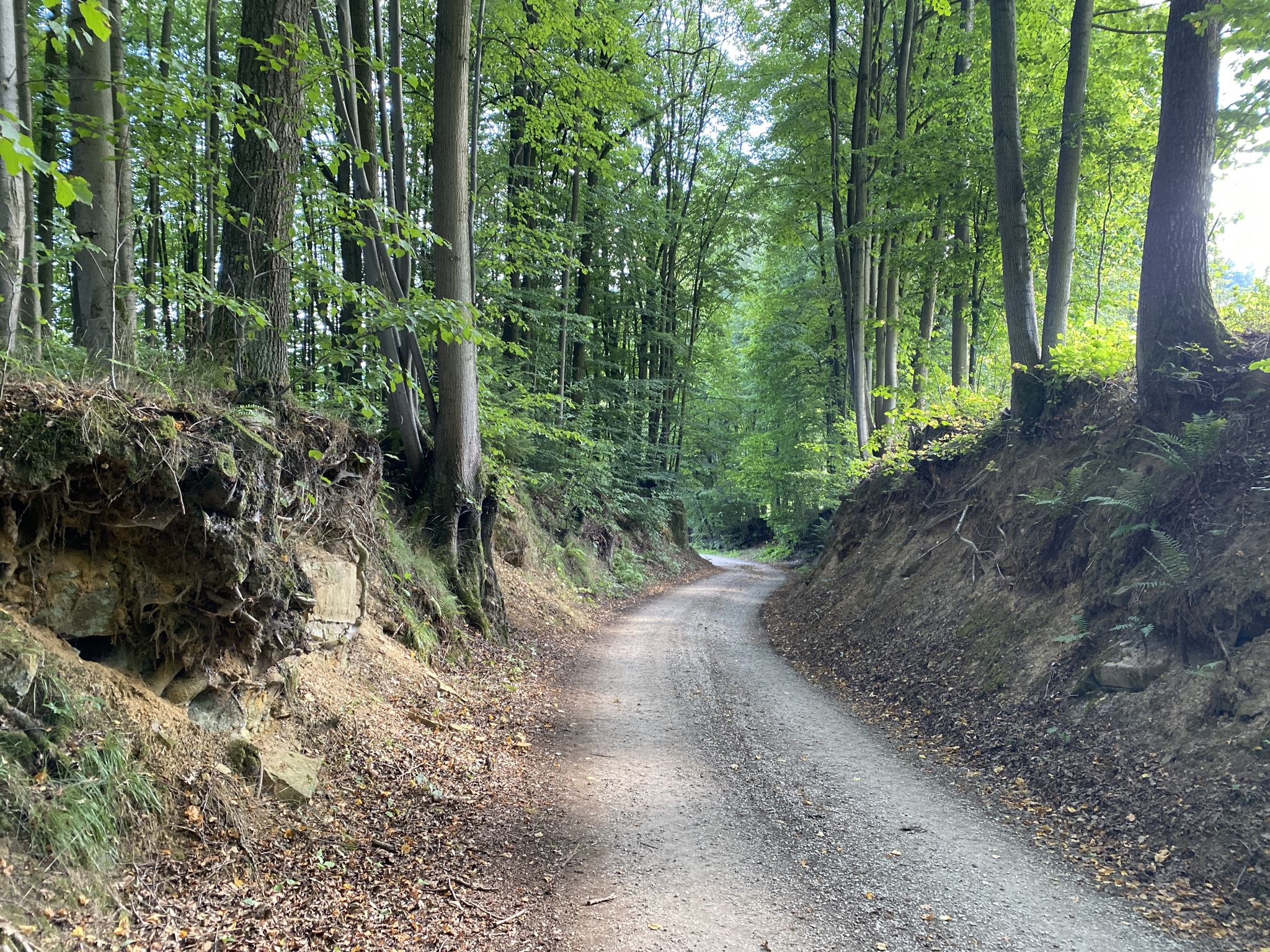 Hohlweg ins Tal