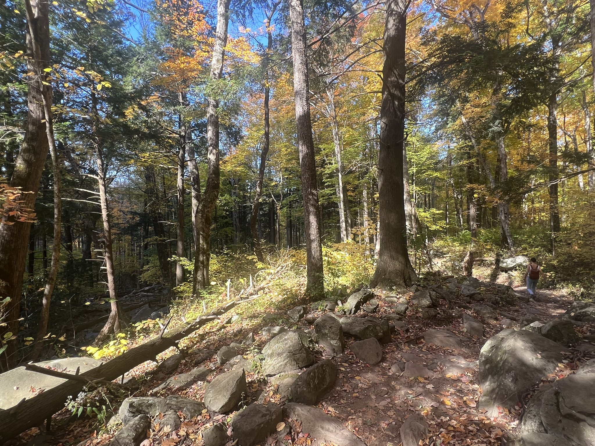Sunny forest scene with autumn foliage and scattered rocks. - Mount LeConte via Rainbow Falls Trail