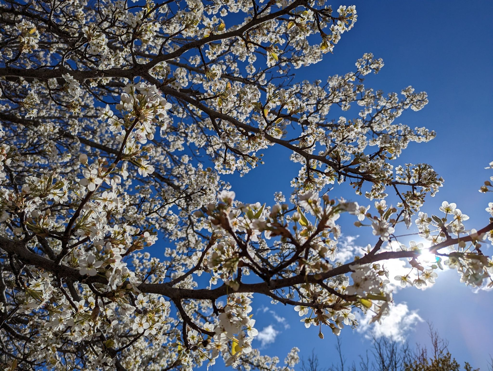 Bright white blossoms on tree branches against a blue sky. - Portola Road – Woodside Store (Historic Site) loop from Enid Pearson-Arastradero Preserve