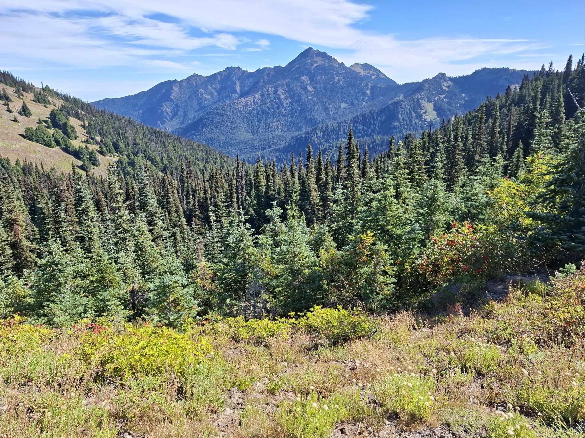 A lush green valley with dense evergreen trees leading to a distant mountain. - Hurricane Hill Trail