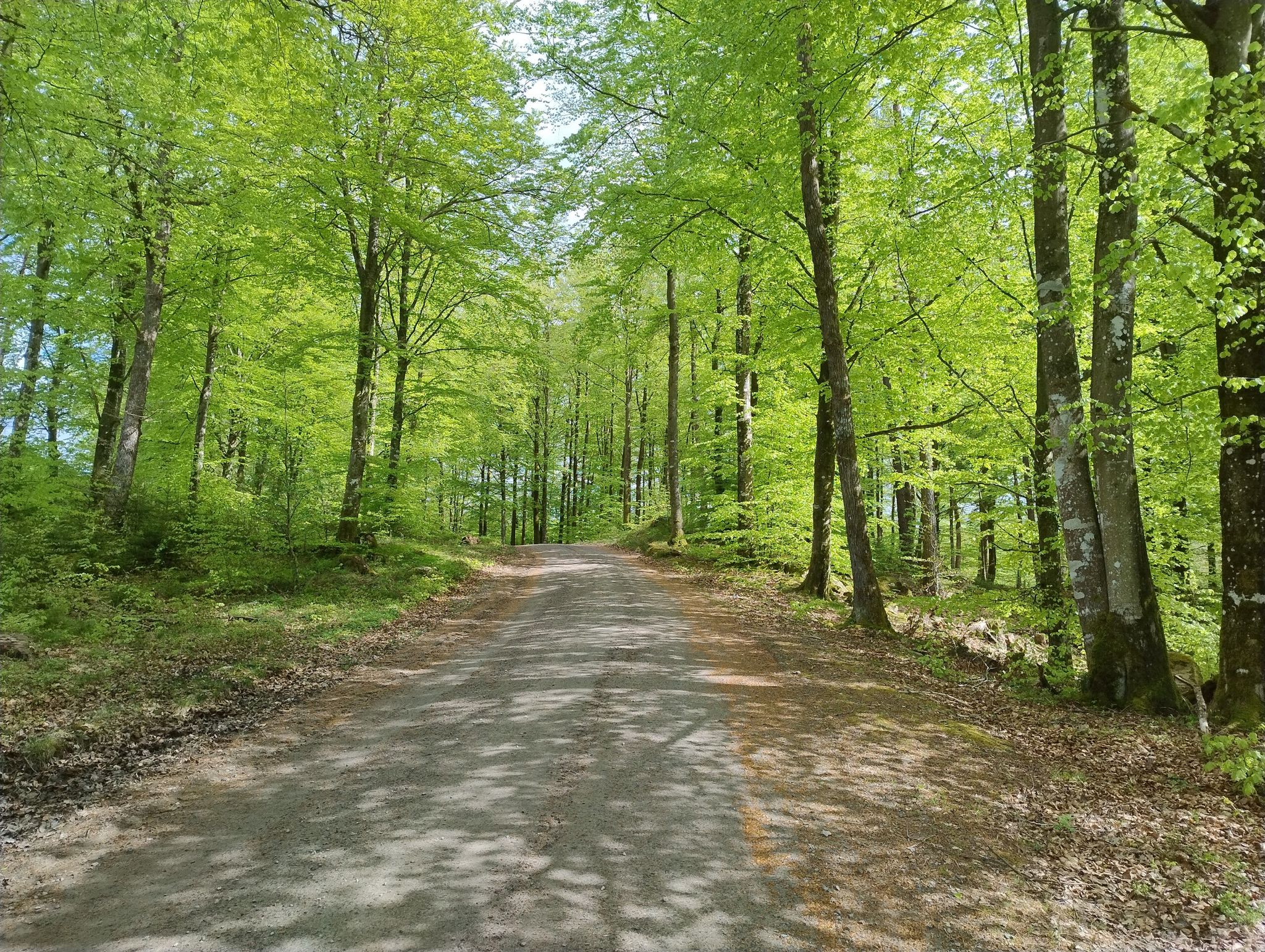 Waldweg
