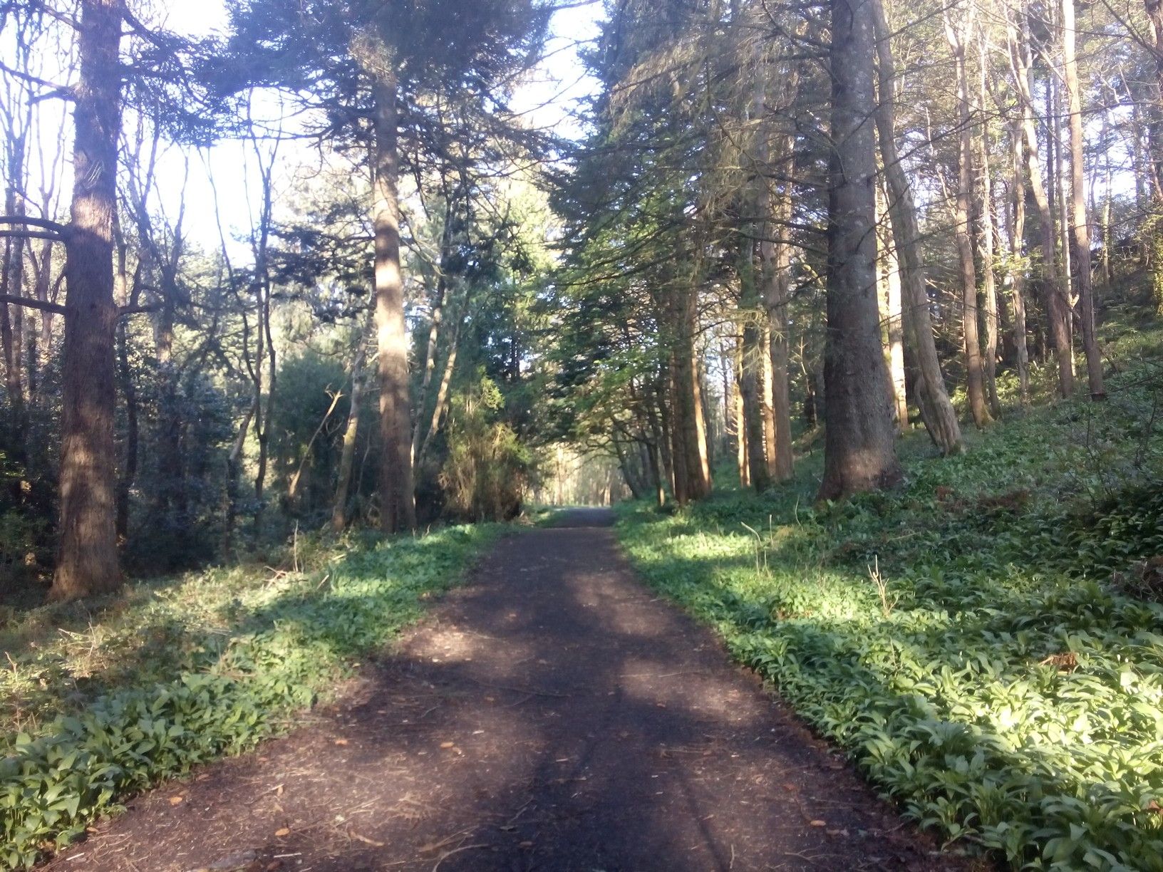 NCN 93 suddenly goes through the forest!Rough going!