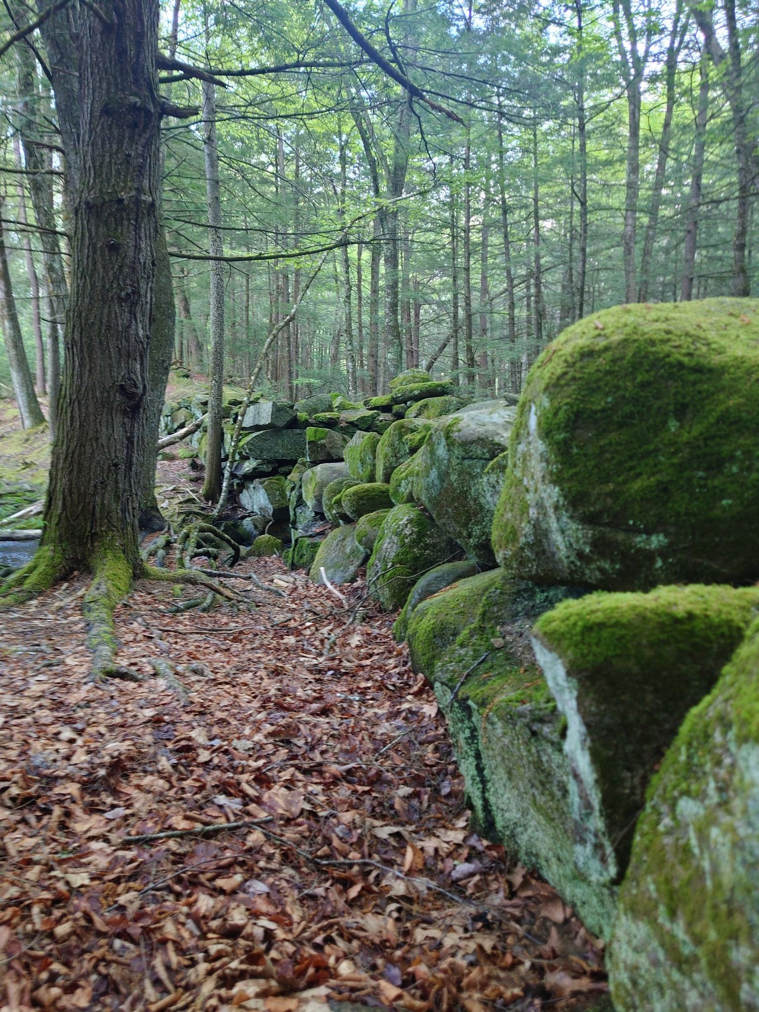 A moss-covered stone wall winds through a quiet, leafy forest. - Pulpit Brook and Joppa Hill Farms Loop Trail