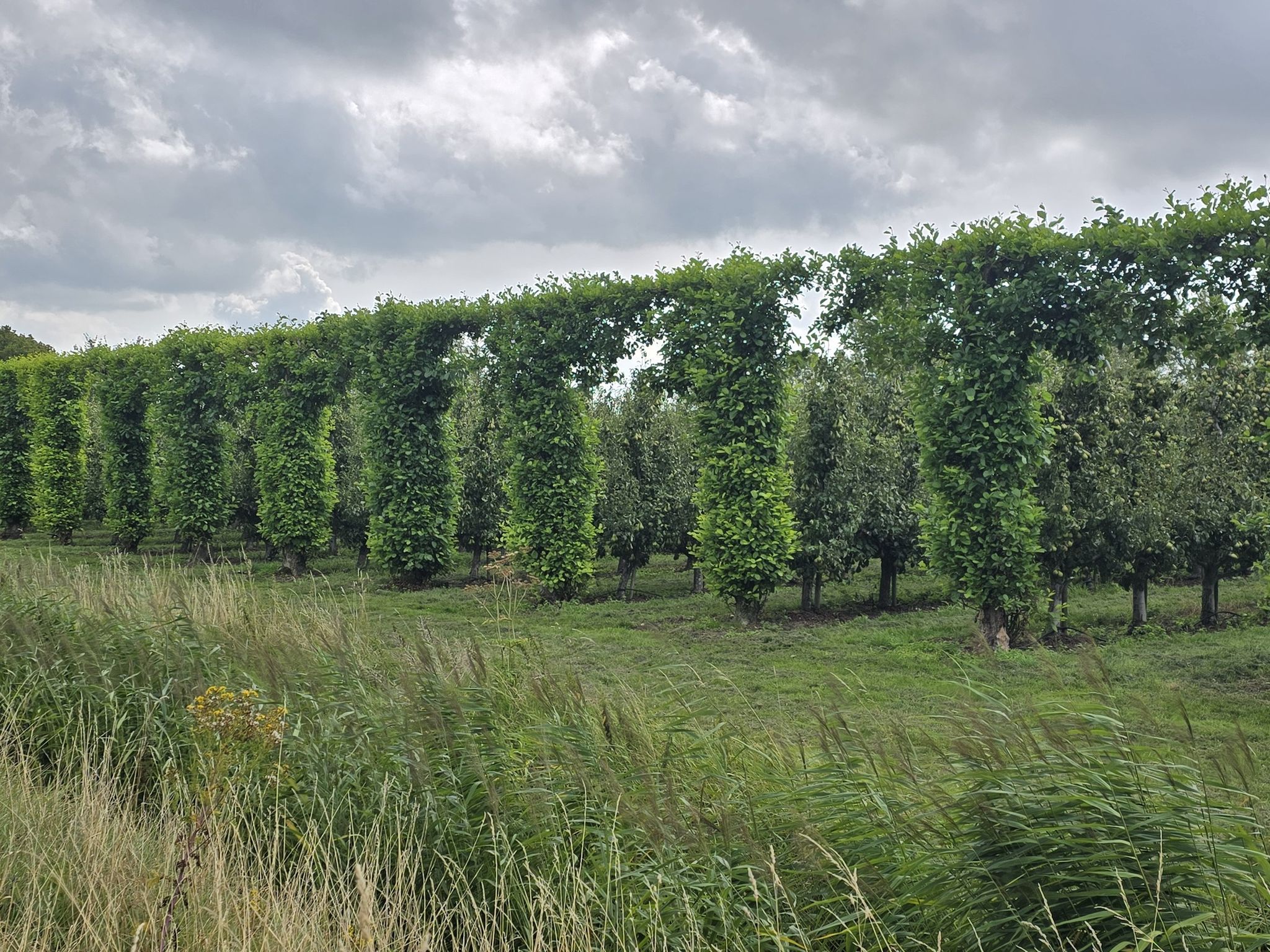 🍐🍐🍐 Plantage