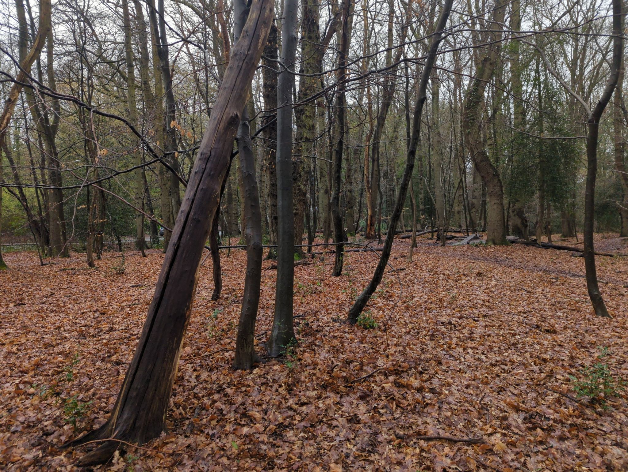 woods