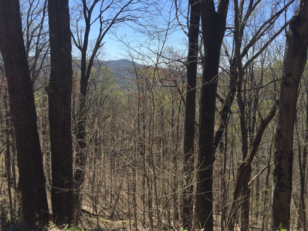 Bare trees frame a distant green mountain under a bright blue sky. - East Lookout Tower Trail