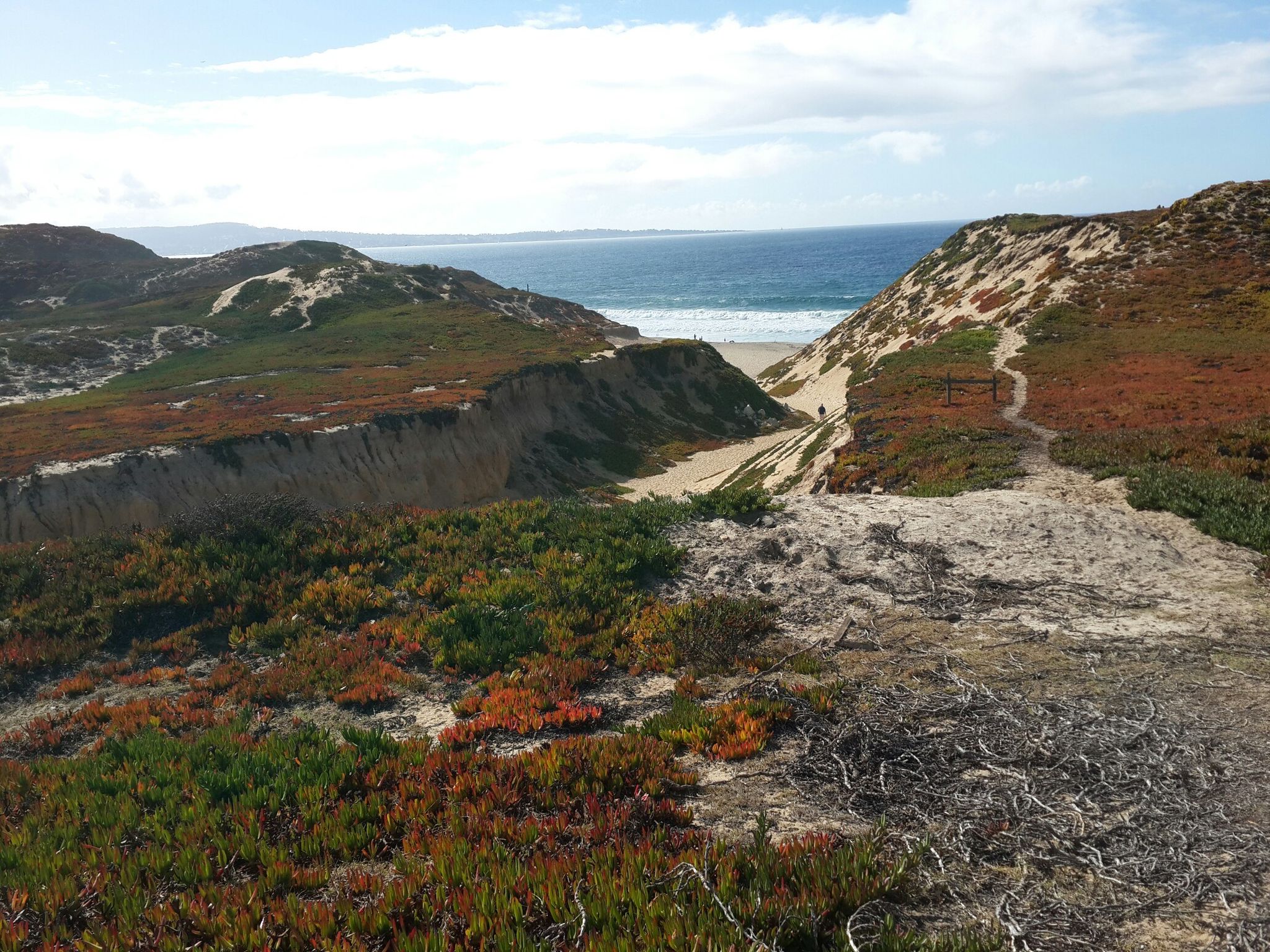 Coastal dunes with colorful vegetation, a sandy beach, and ocean under a bright sky. - Fort Ord Dunes State Park loop from Fort Ord Dunes State Park