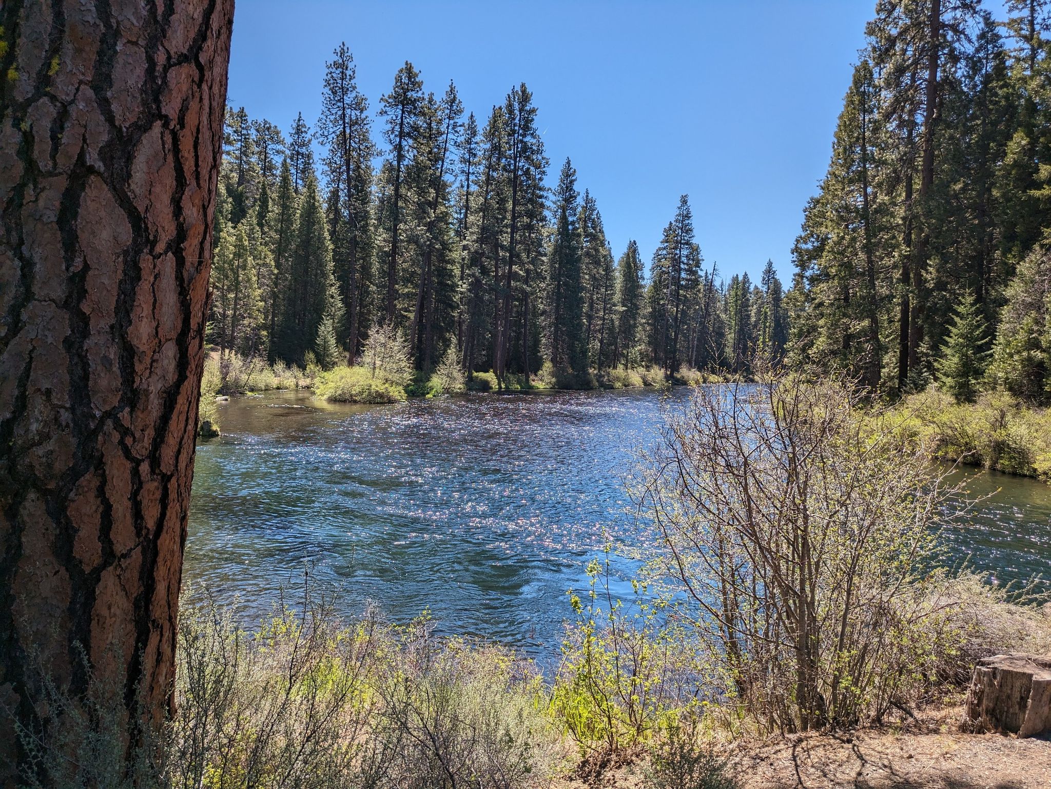A wide river flows through a sunny pine forest on a clear day. - East and West Metolius River Loop