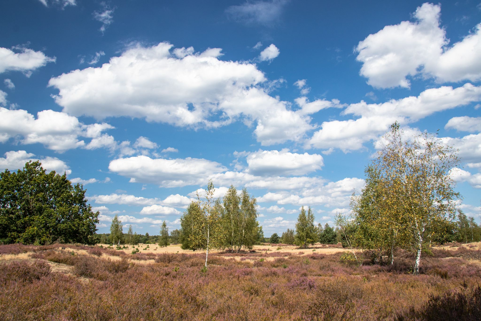 Wir sind jetzt in der Tangersdorfer Heide und keine Angst, ich finde hier schon wieder raus