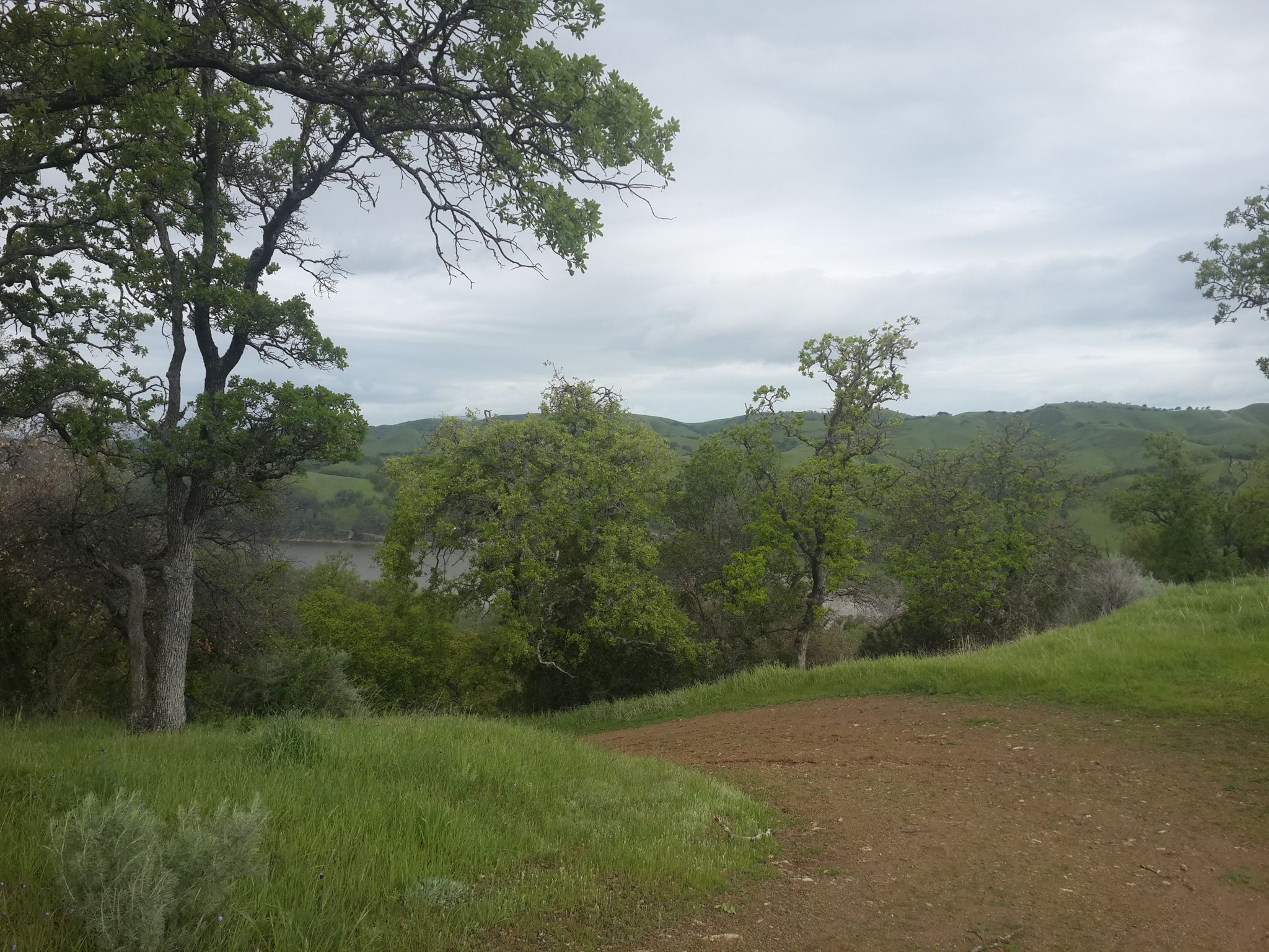 Green hillside with trees overlooking a lake under a cloudy sky. - Hiking loop from Del Valle West Beach