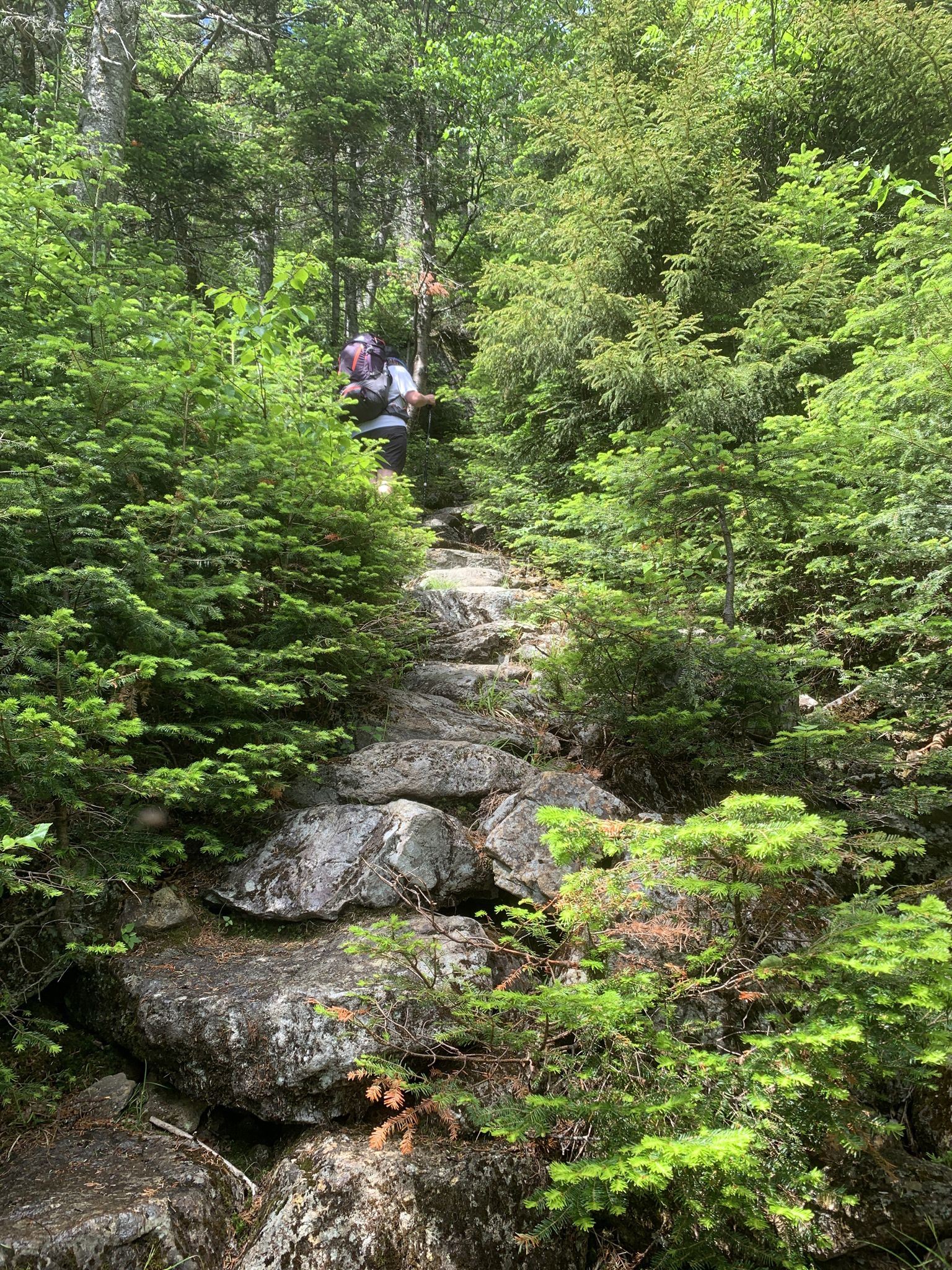 Hiker with a backpack ascending a steep, rocky trail through a dense green forest. - Fire Warden's, Horns Pond, and Appalachian Trail Loop