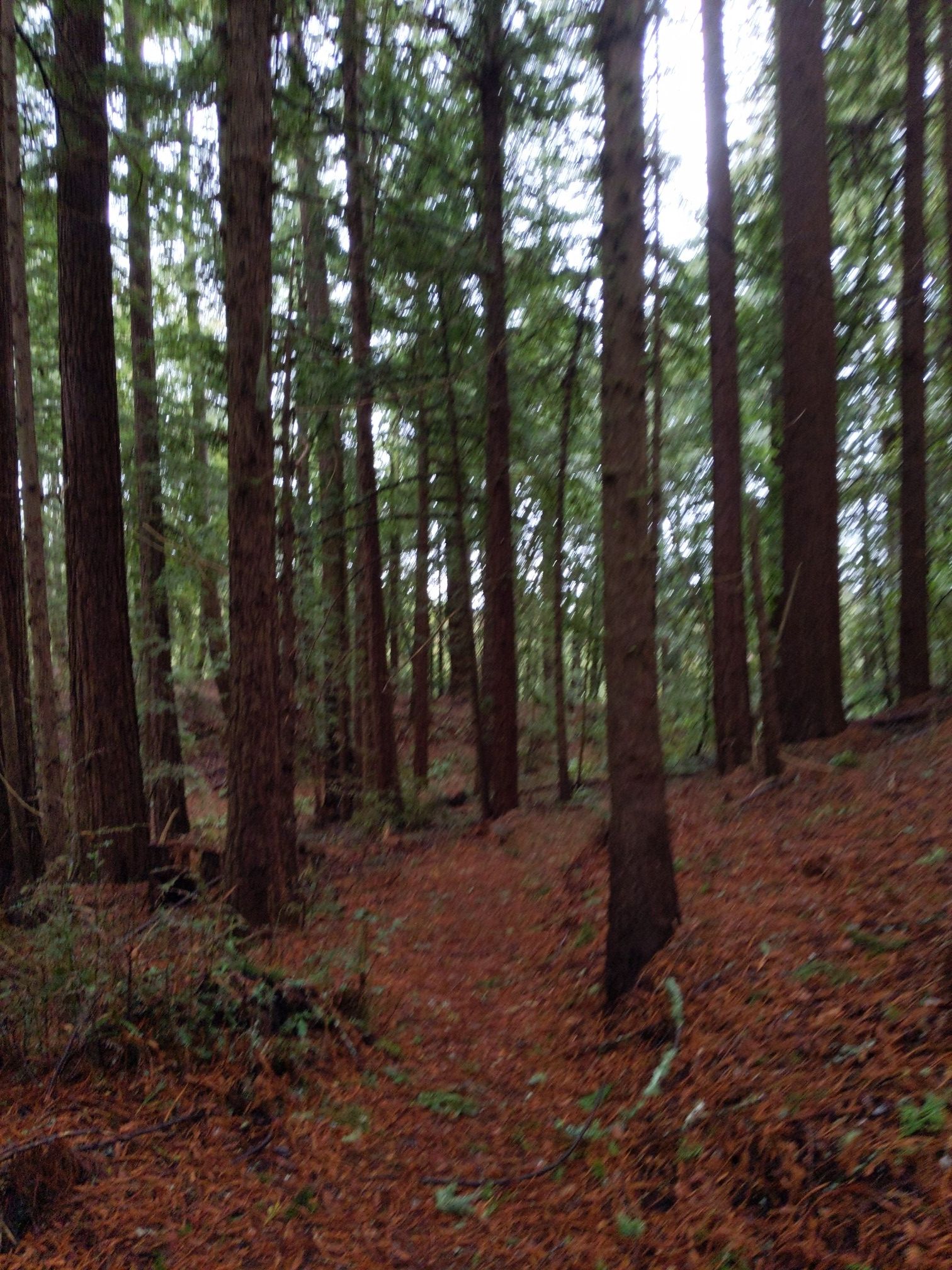 A narrow, leaf-covered dirt path winds uphill through a dense forest. - Bald Knob and Irish Ridge Trail