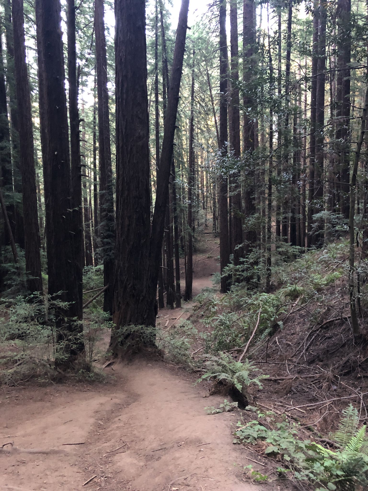 A winding dirt path through a dense, tall redwood forest with dappled light. - Redwood Peak loop