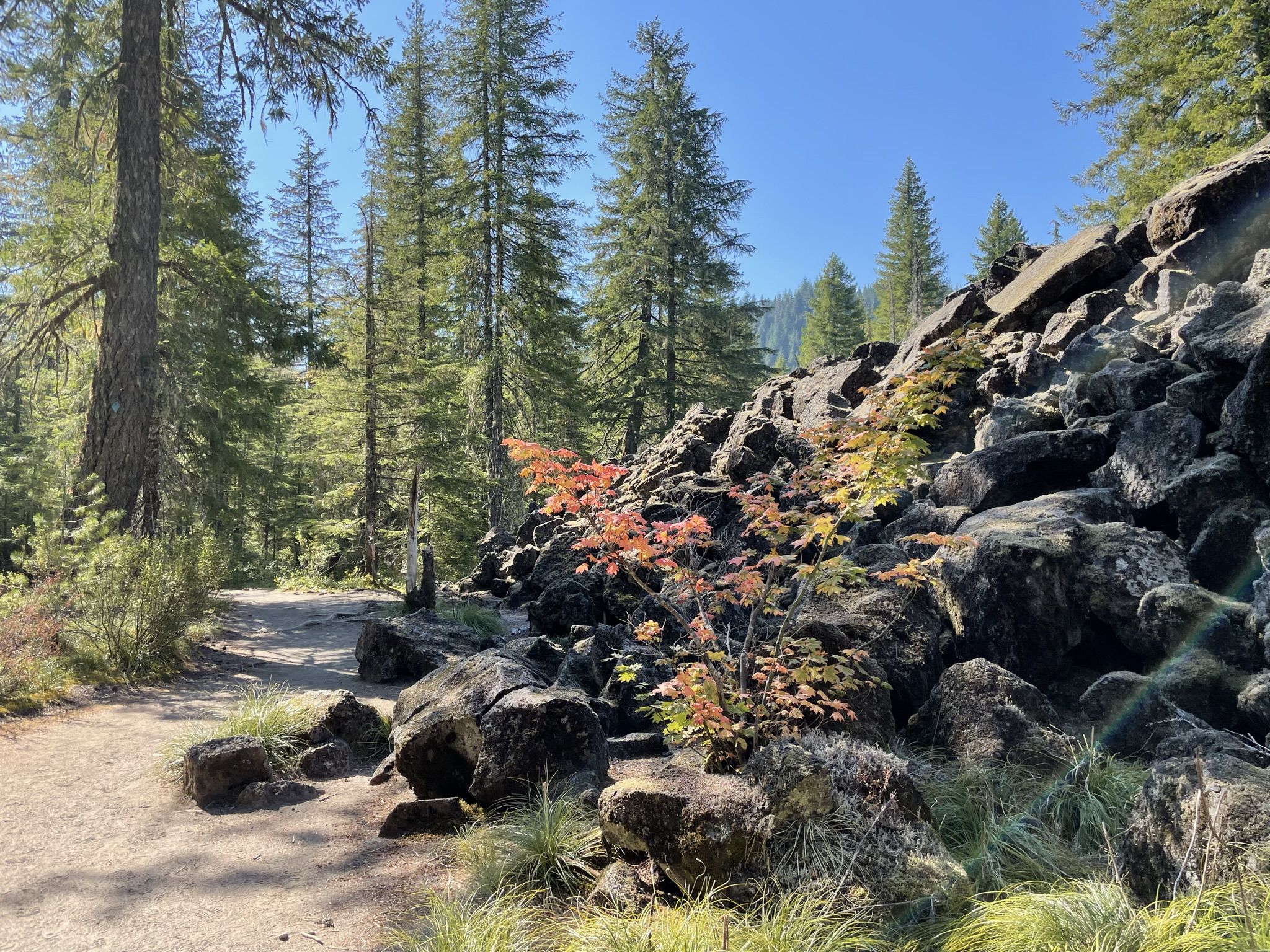 Sunny dirt path beside a rocky slope with trees and autumn foliage. - Ape Cave Trail