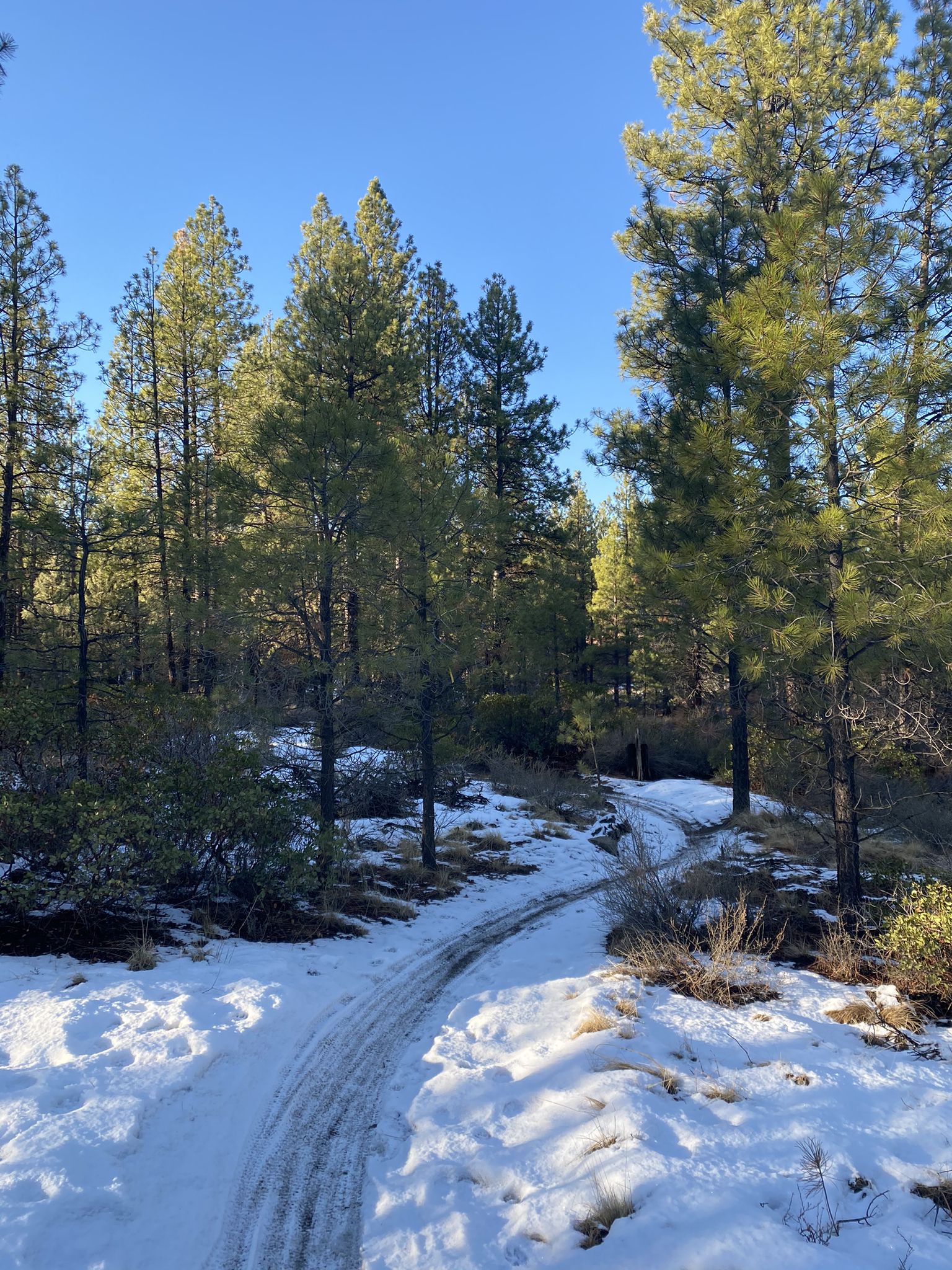 Snowy forest path with tire tracks under bright sunny sky. - Ben's, Pinedrops and Phil's Trail Loop