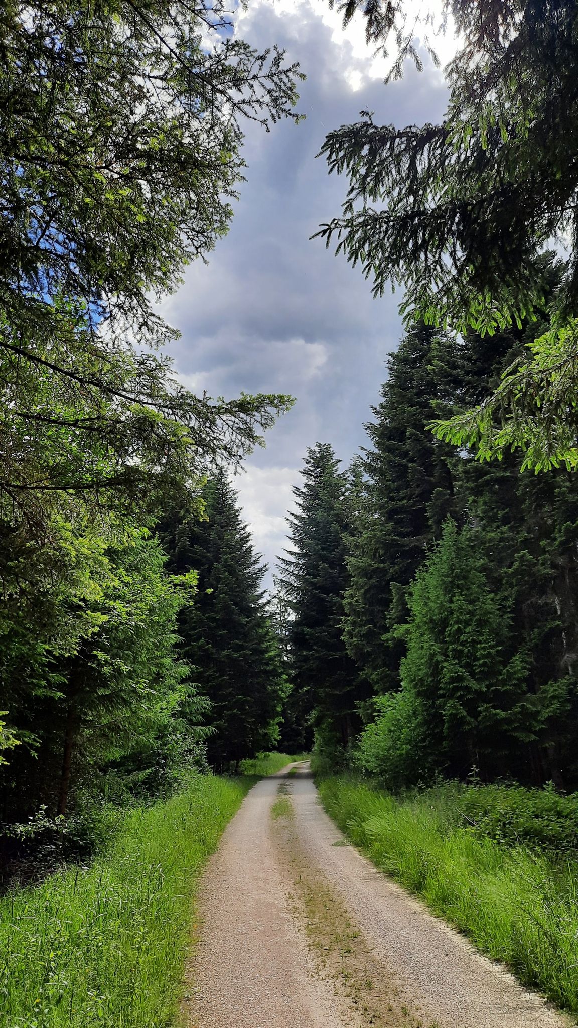 Waldstraße Nähe Waldhof