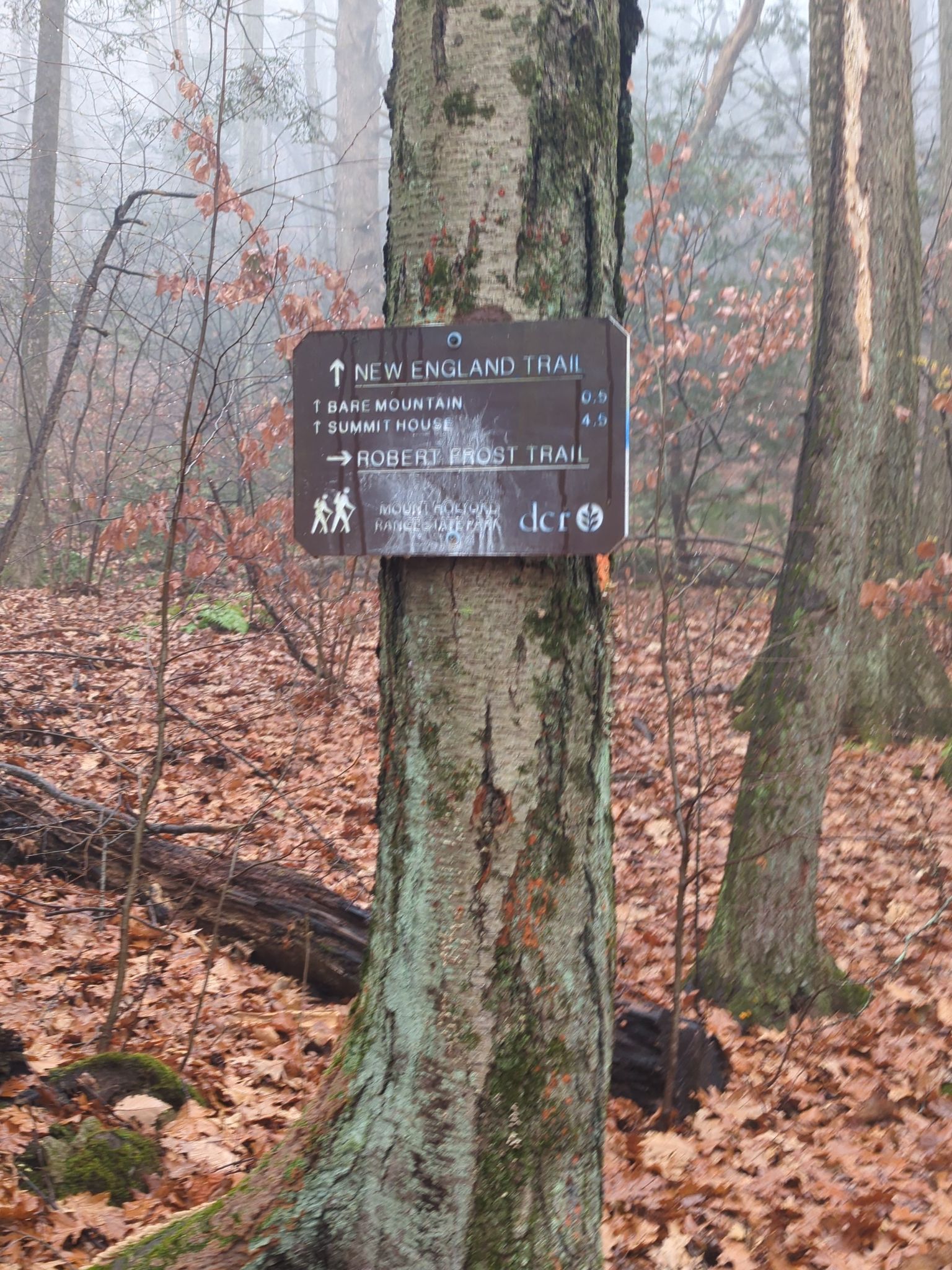 Trail sign on a tree in a misty, leaf-covered forest. - Mt. Bare, Mt. Hitchcock, Triple B Trail