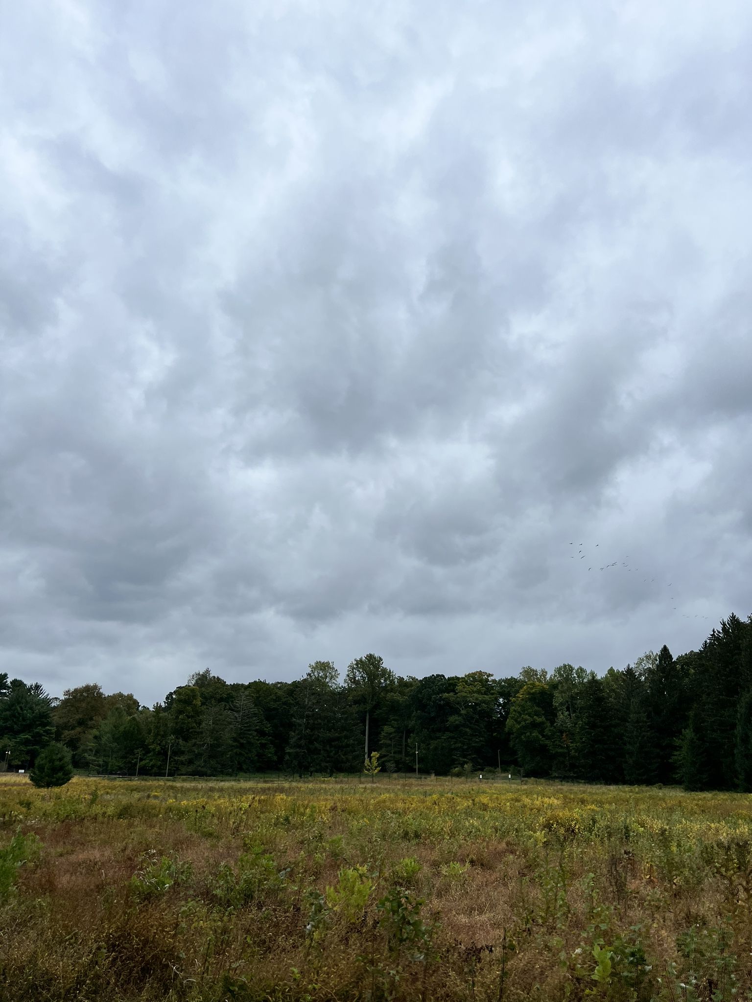 Wide grassy field under a cloudy sky, with a dark forest in the background. - Giralda Farms Preserve Trail