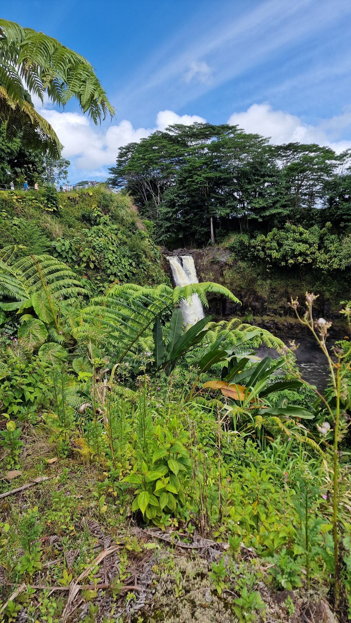 A waterfall is partially visible through vibrant green tropical plants under a blue sky. - Rainbow Falls via Kaumana Caves loop