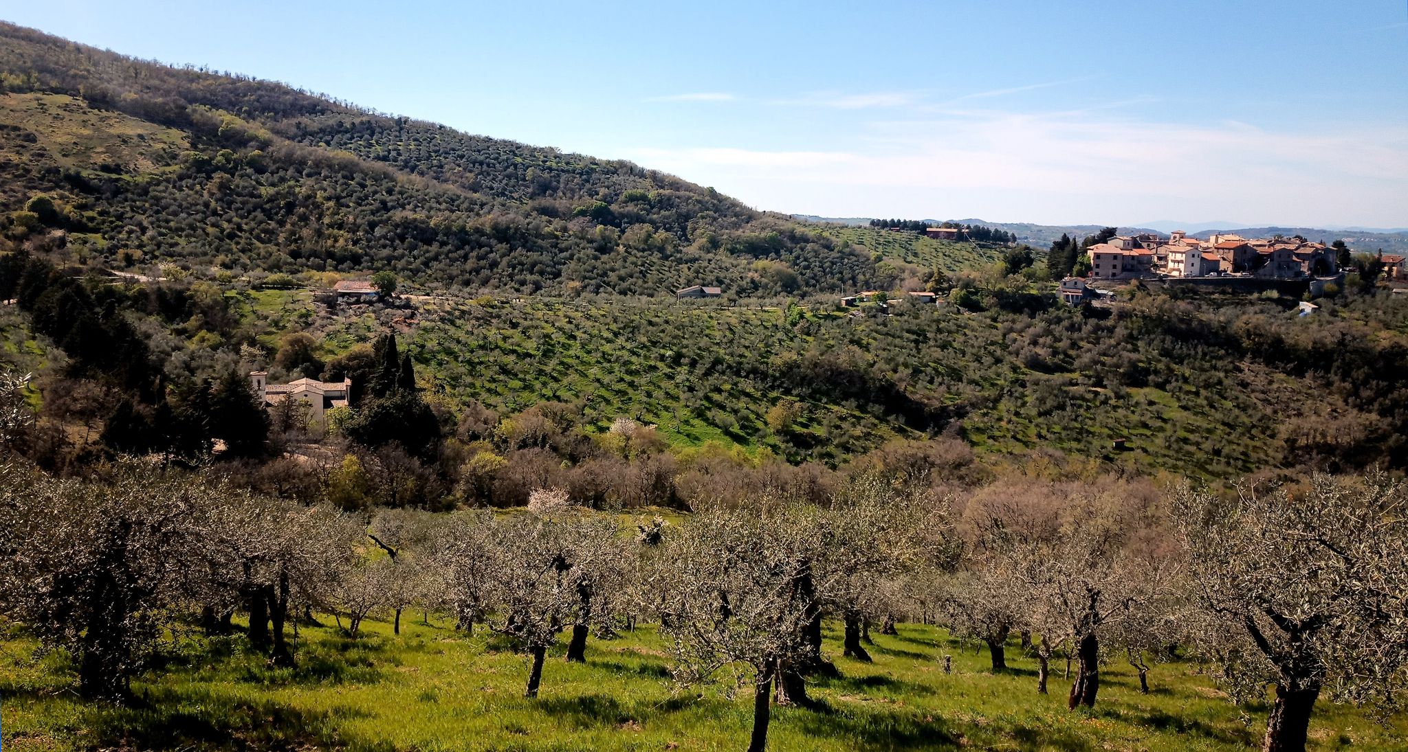 Bella vista su Castagnola e campi di olivi