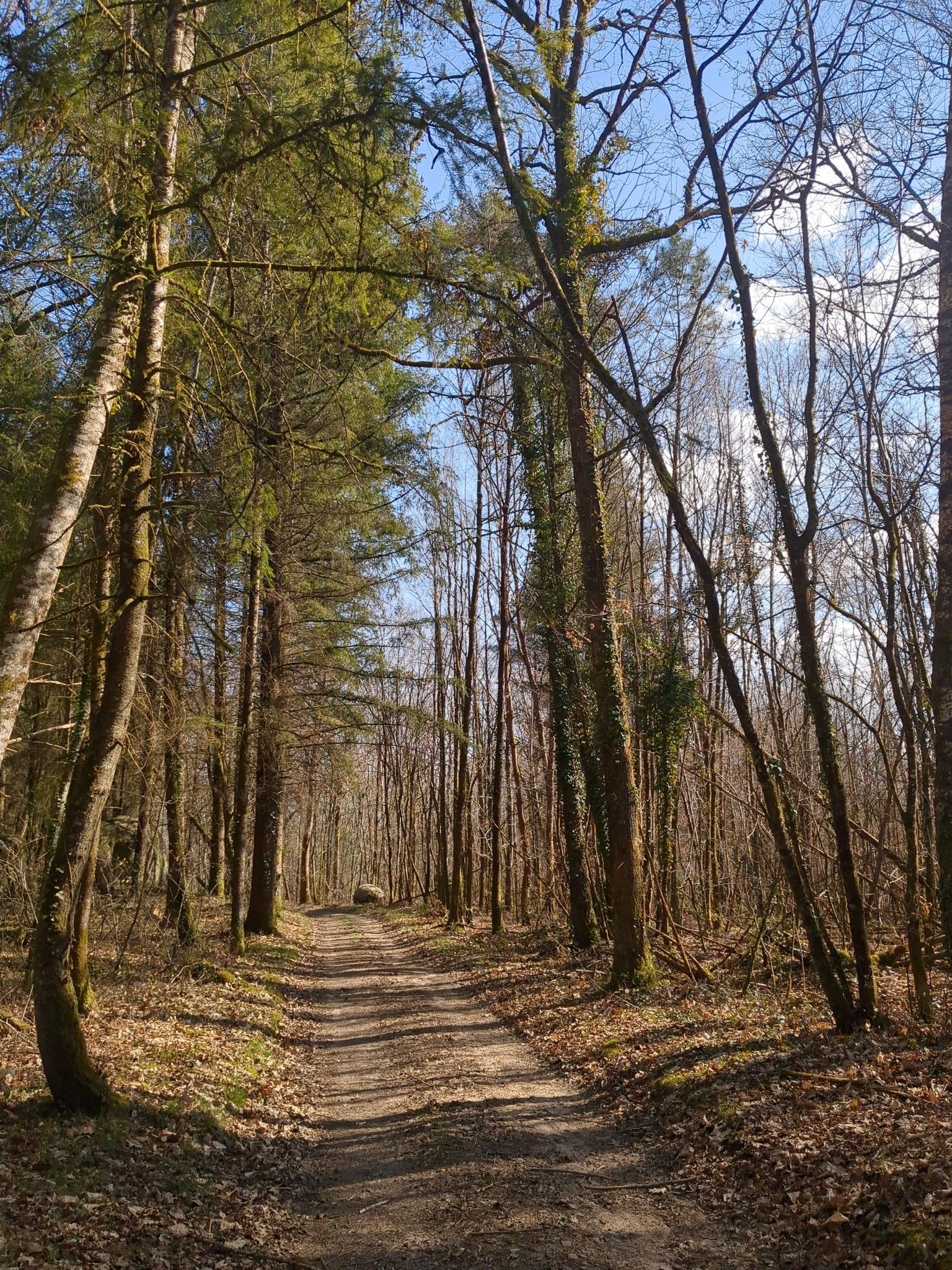 forêt Augignac