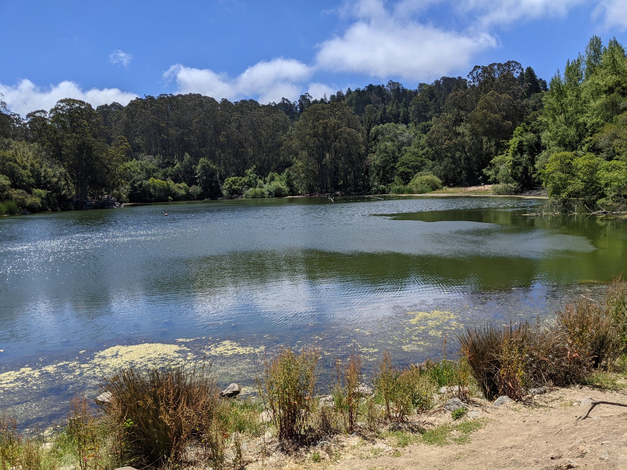 Calm lake reflecting blue sky, surrounded by lush green forest. - The Temple Under Lake Anza – Lake Anza loop from Tilden Regional Park