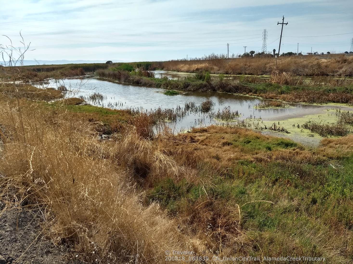 Wetland with still water, tall dry grasses, and distant power lines. - Alameda Creek Trail Loop