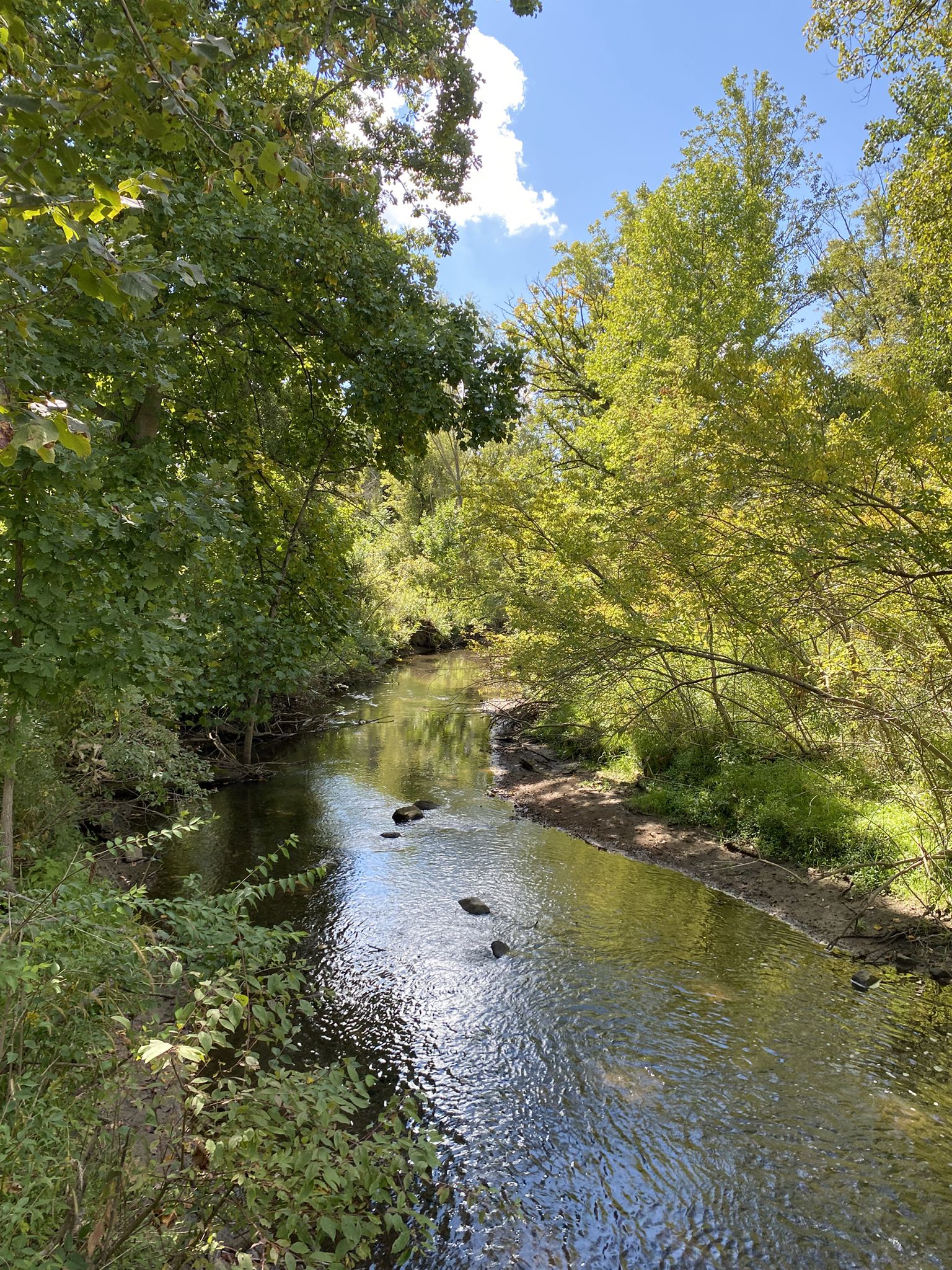 A sunlit stream flows through a lush green forest on a bright day. - Matthaei Botanical Gardens and Gallup Park Loop