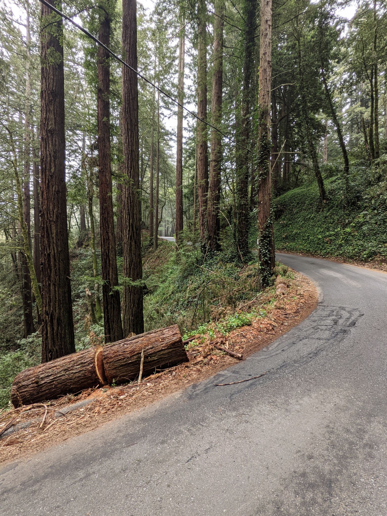 Paved road winding through a tall redwood forest with a cut log. - Old La Honda & Woodside loop from Palo Alto