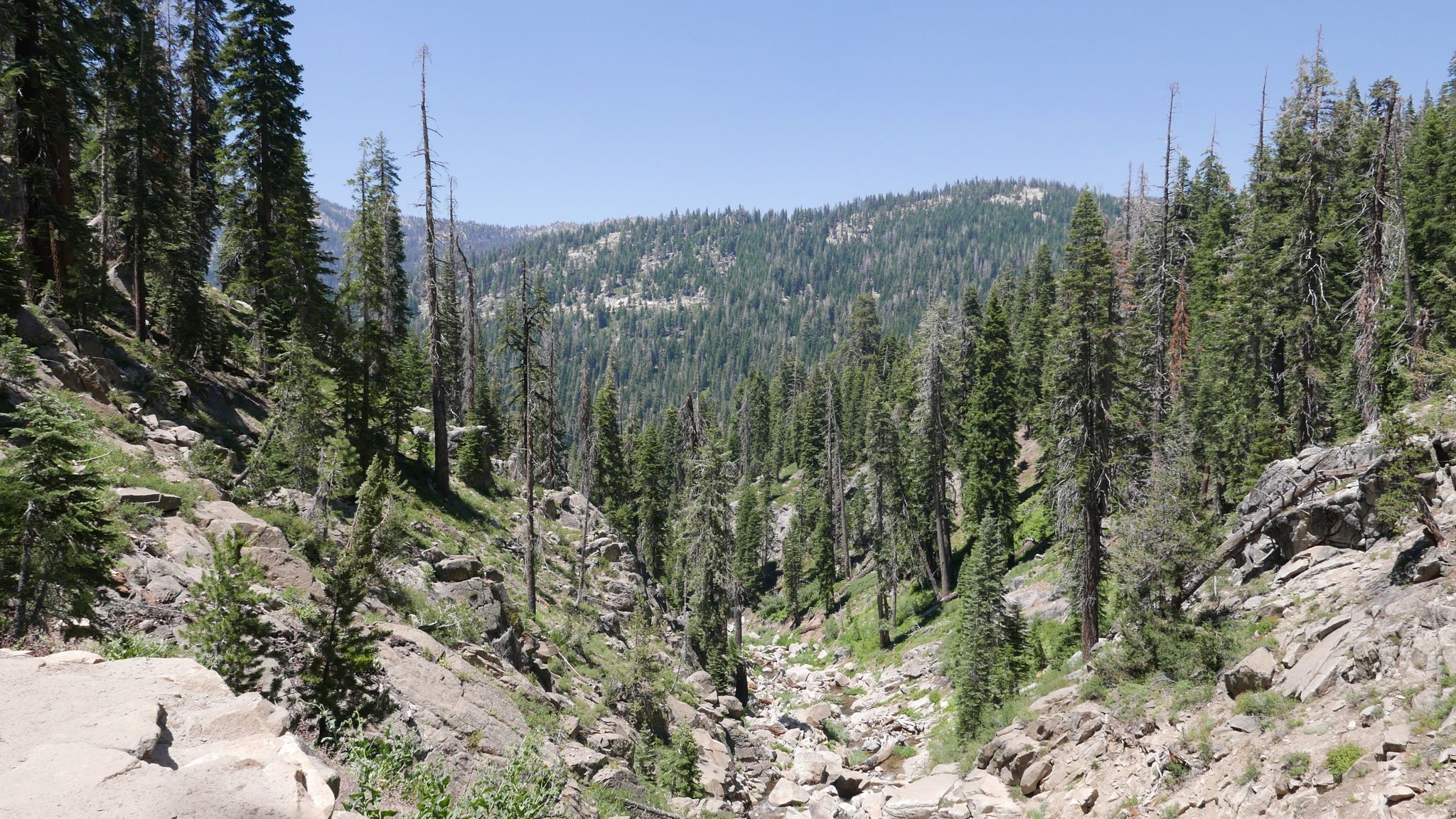 A sunny, forested canyon with rocky slopes and many pine trees. - Rancheria Falls loop from Lakeshore