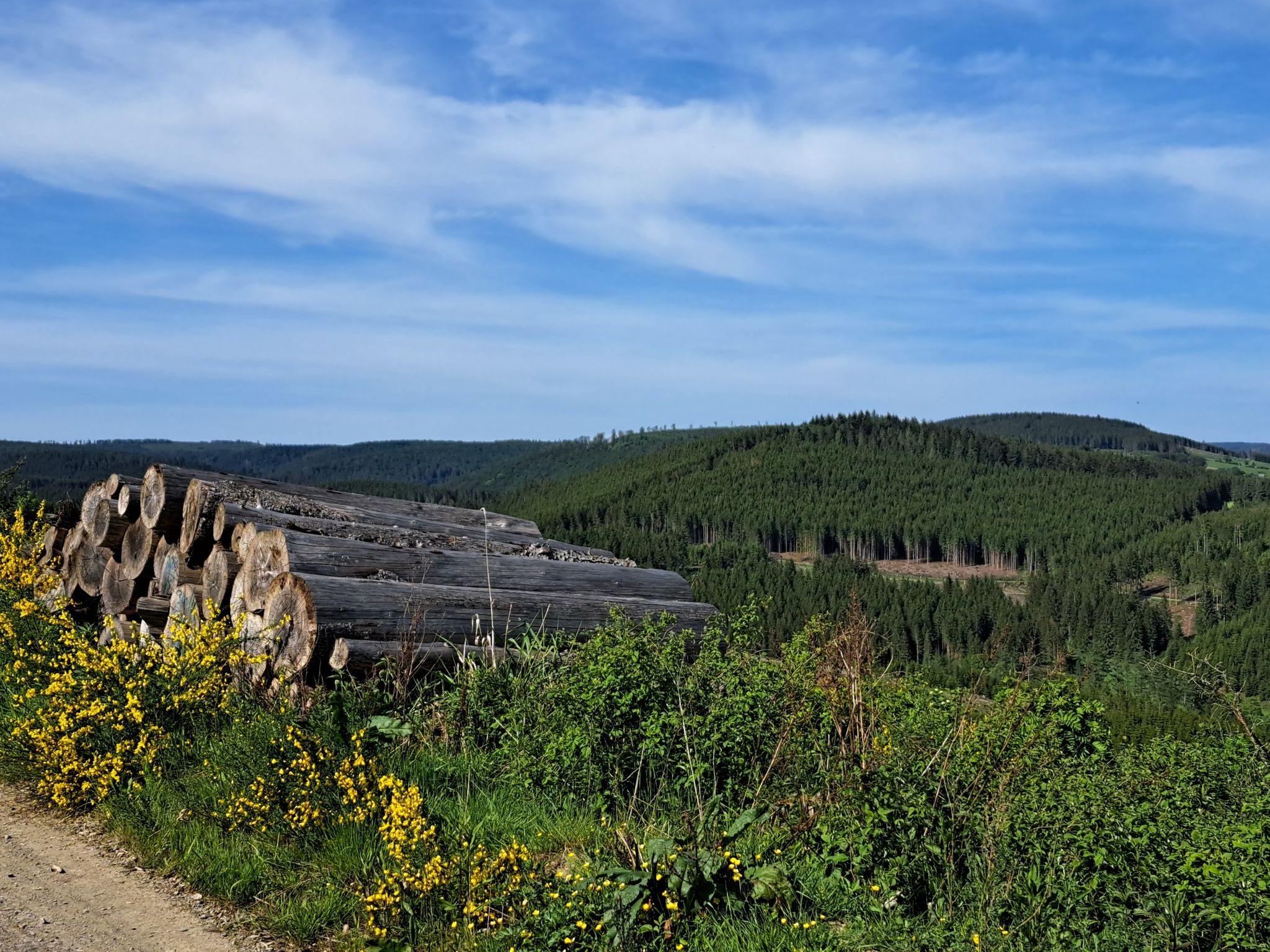 Holz im Überfluss und doch Mangelware