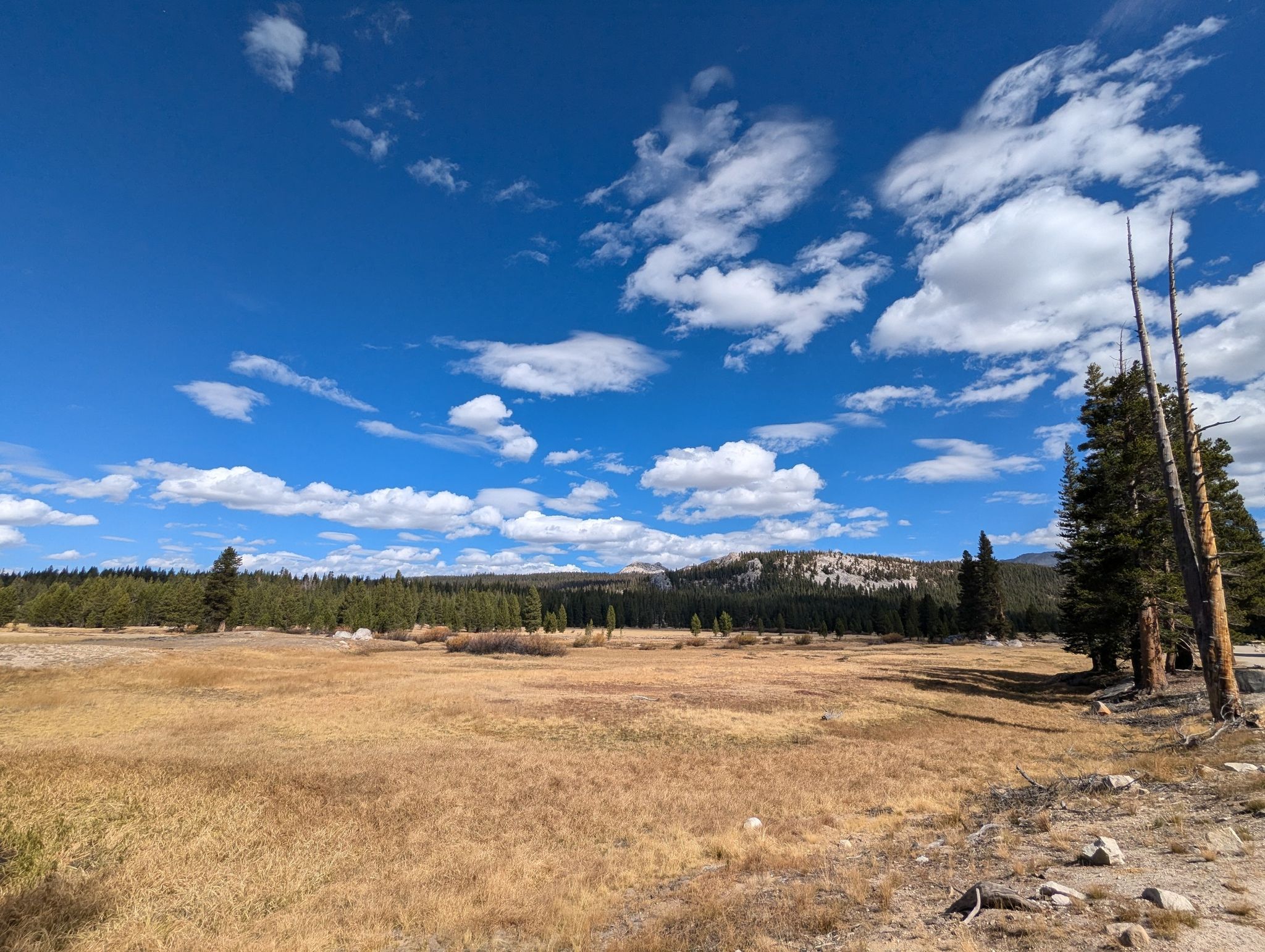 Wide golden meadow with distant forest and mountains under a blue sky. - From Tioga Pass to Olmsted Point and back