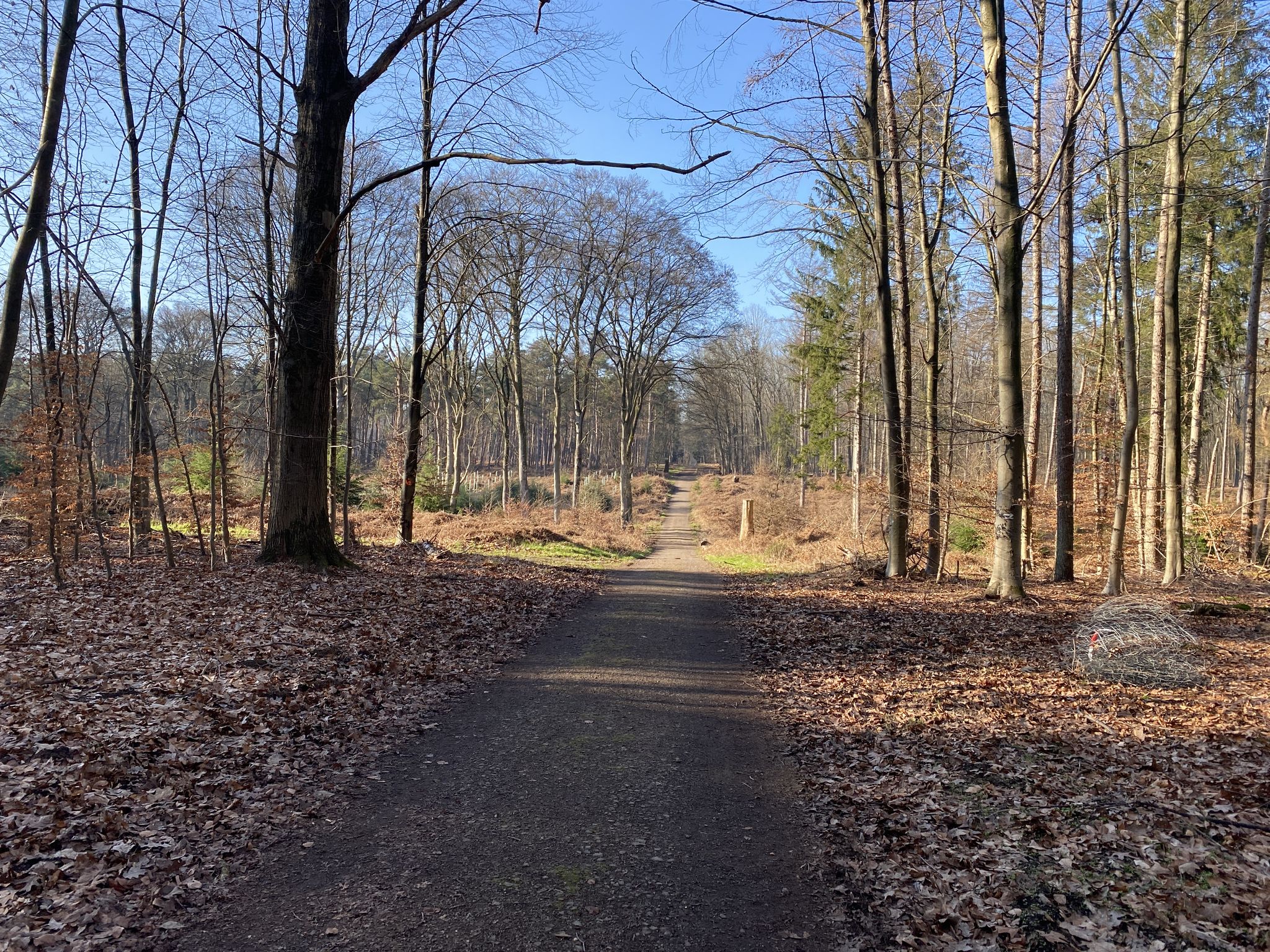 Waldweg