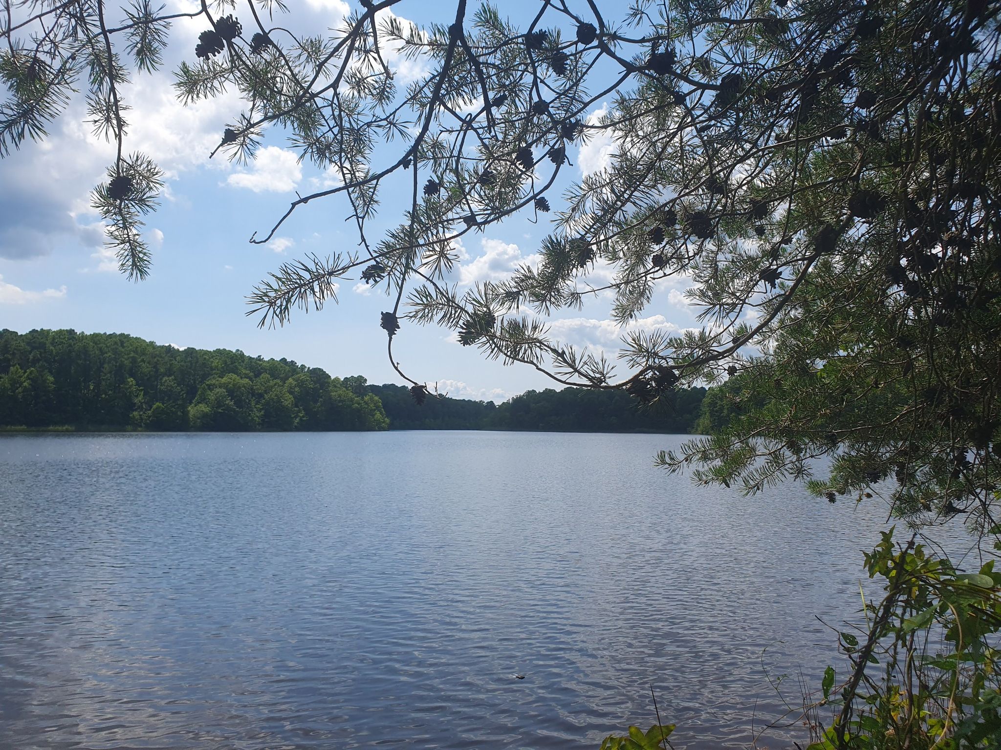 Serene lake with pine branches in foreground under a bright sky. - Saint Mary's Lake loop from Saint Andrews Church