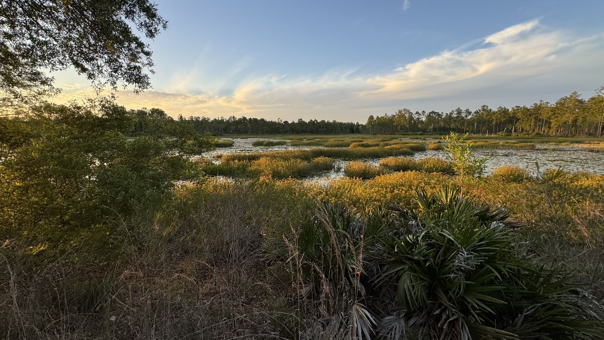 Golden hour light illuminates a vast wetland with water and green vegetation. - Bridge over Trout Creek – Main trail in the preserve loop from Wilderness Park
