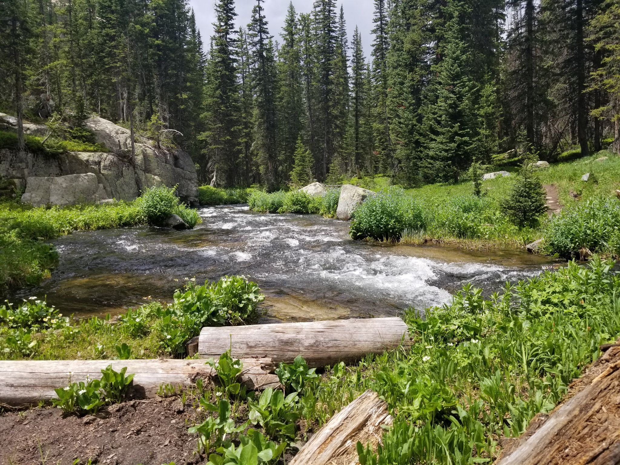 A clear, rushing stream flows through a vibrant green forest with fallen logs. - Cascade Creek Trail