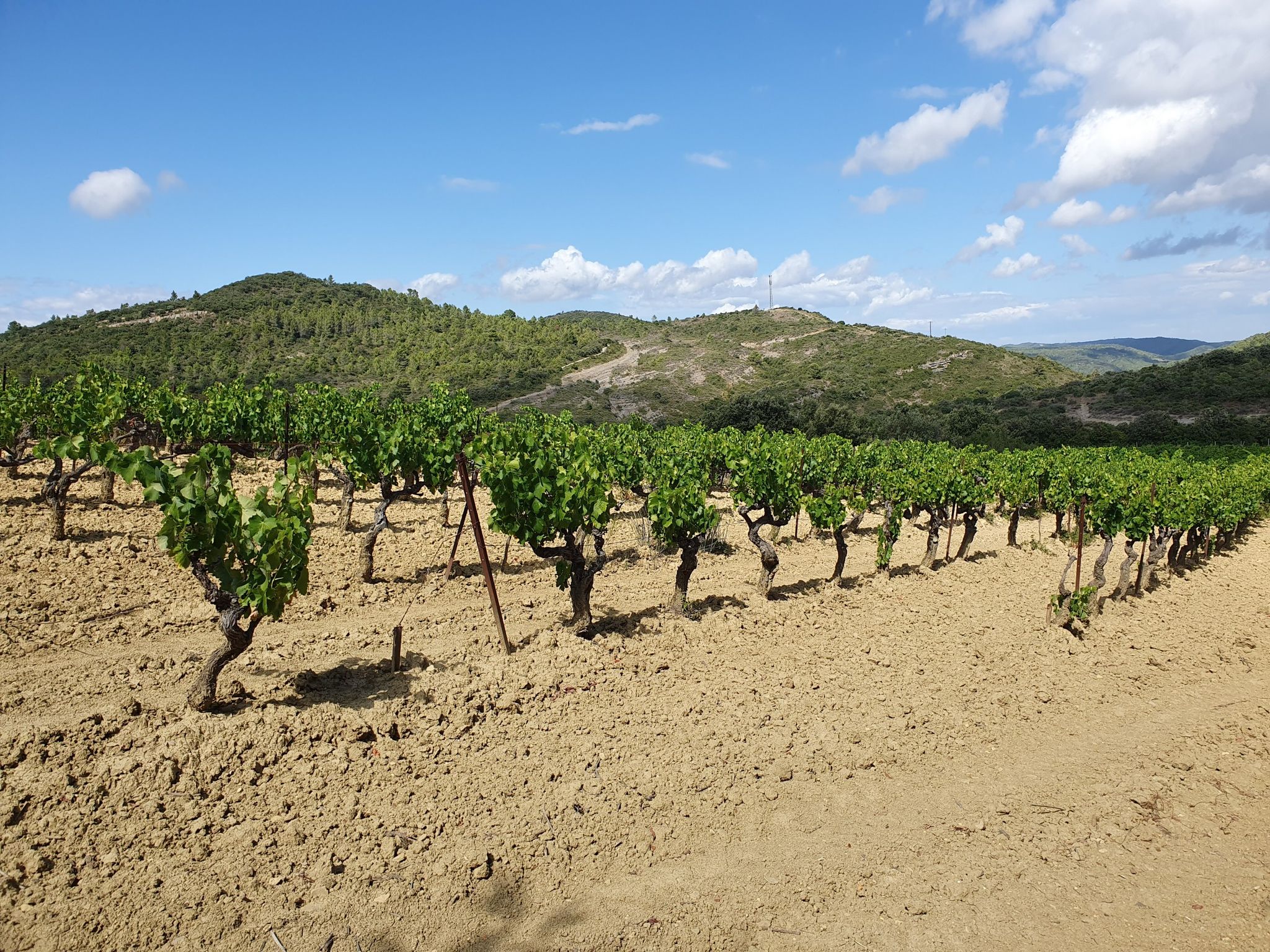 vineyard