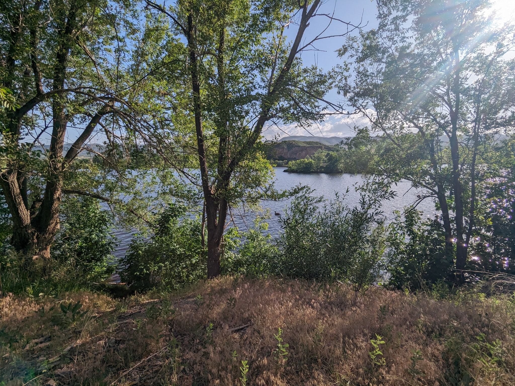Sunny view of a lake through green trees and dry grass. - Poudre River Trail