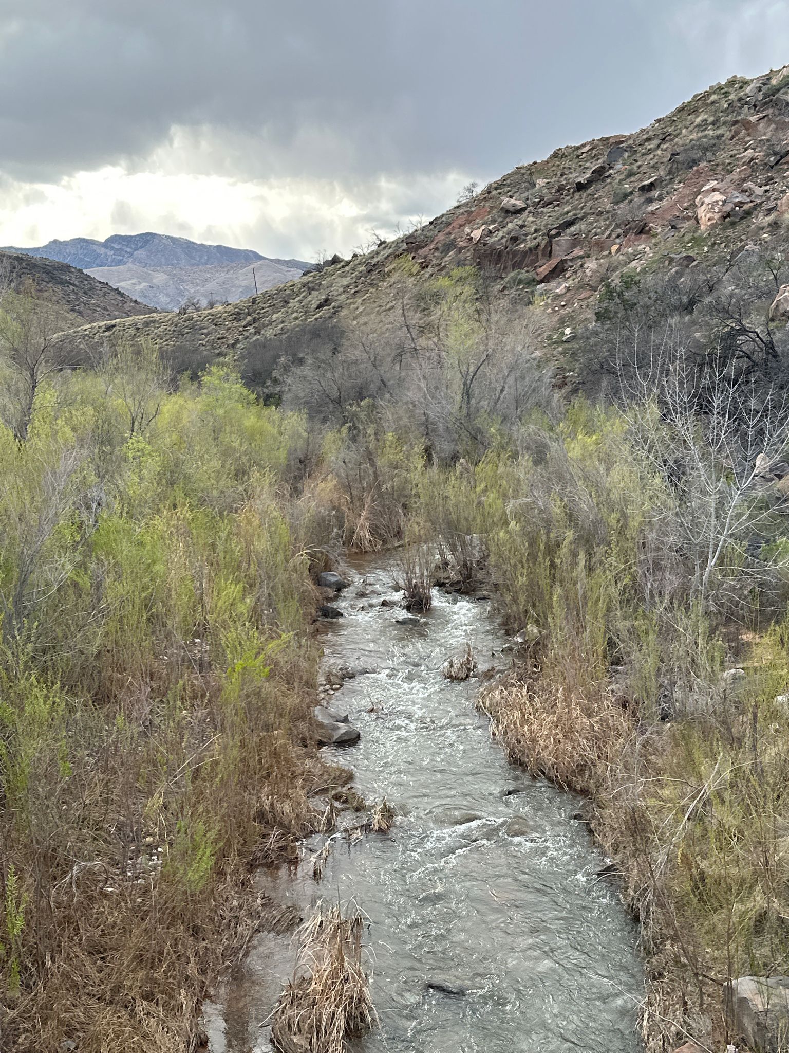 Rocky stream flows through dense green and brown vegetation under an overcast sky. - Snow Canyon & Gunlock Reservoir State Parks loop