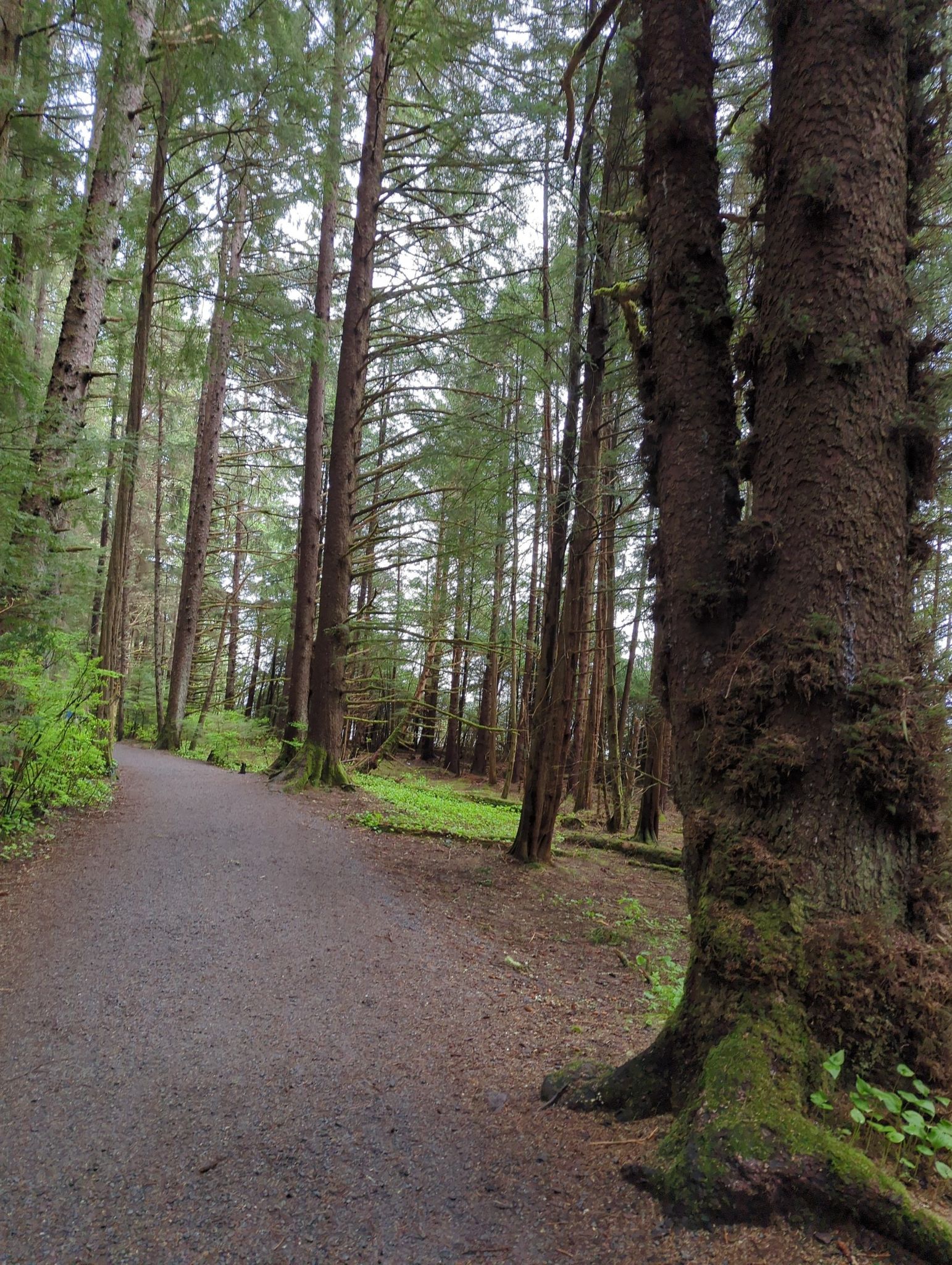 A gravel path winds through a forest of tall, moss-covered evergreen trees. - Bridge over Indian River (a good place to watch salmon in the water) – Sitka National Historical Park loop from Sitka National Historical Park