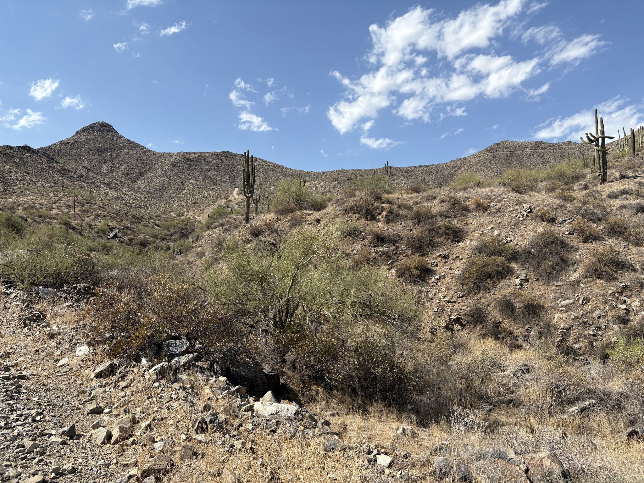 Sunny desert landscape with rocky hills, sparse brush, and tall cacti. - Thompson Peak Road Loop
