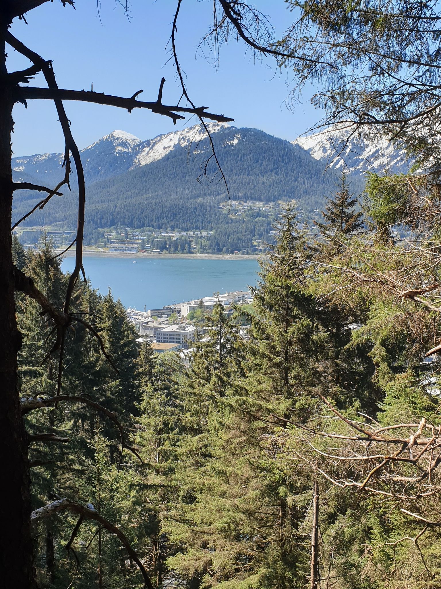 View through pine trees of a bay, town, and snow-capped mountains. - Mount Roberts Mountain House trail run